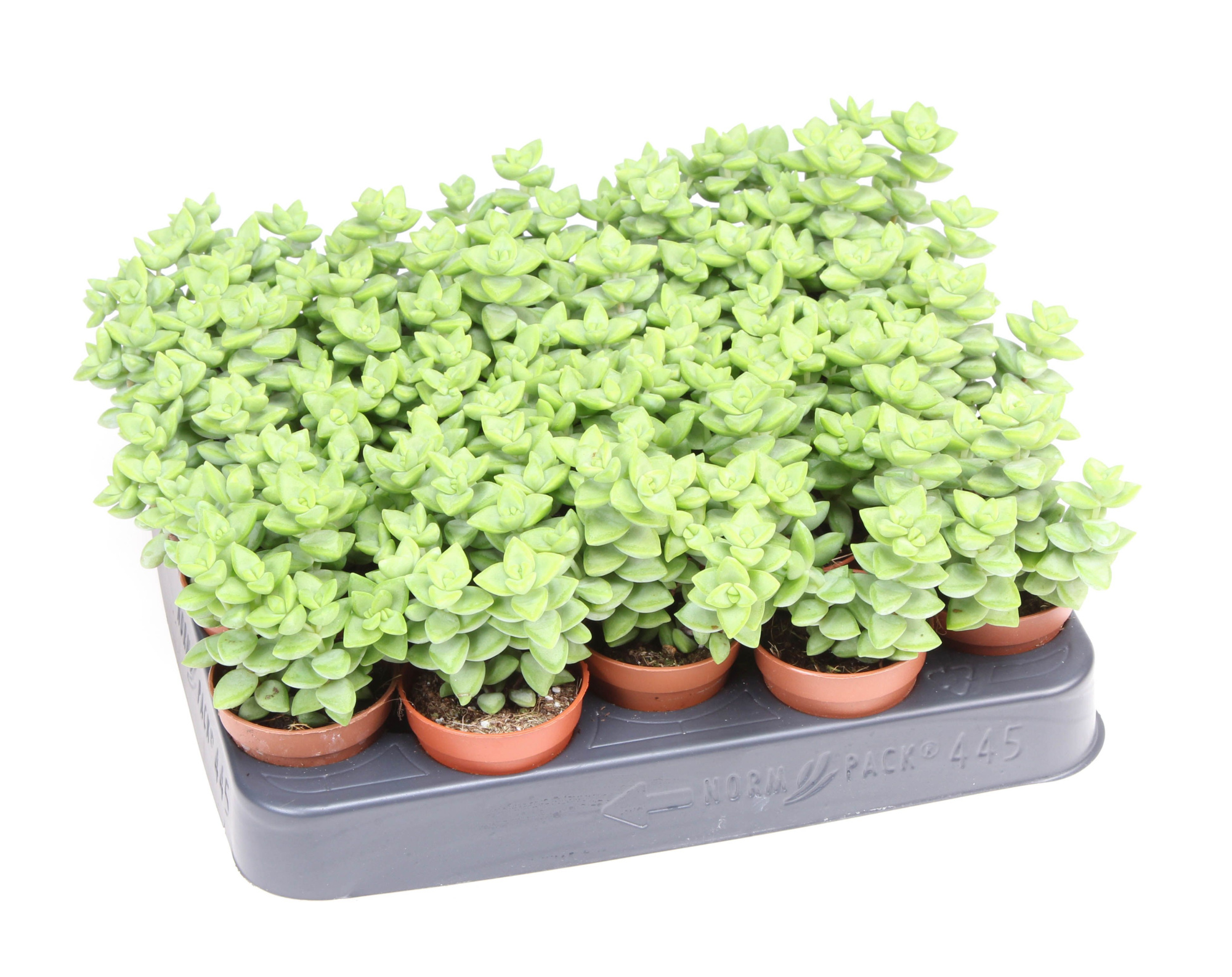 Crassula rupestris, D 5,5