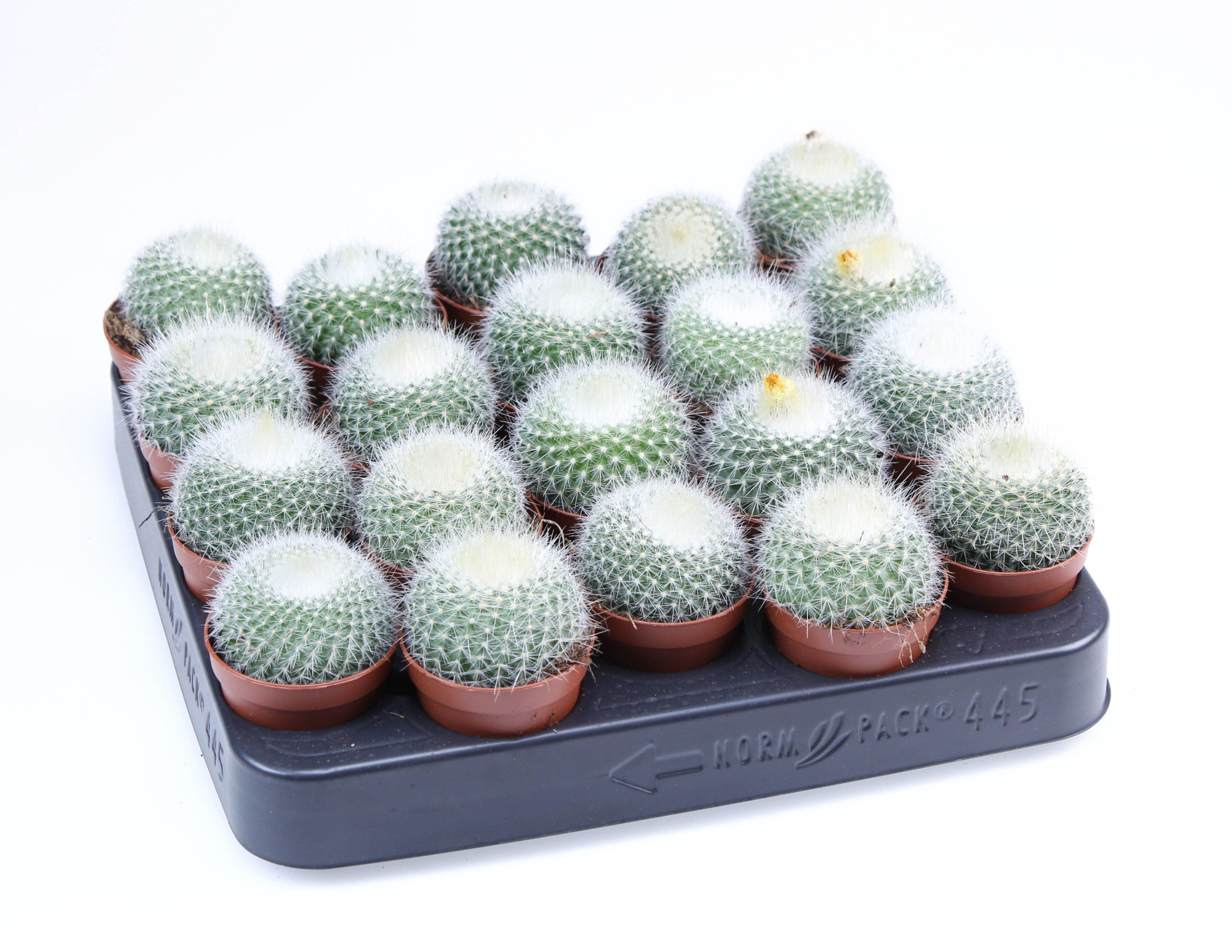 Parodia Chrysacanthum E, D 5,5