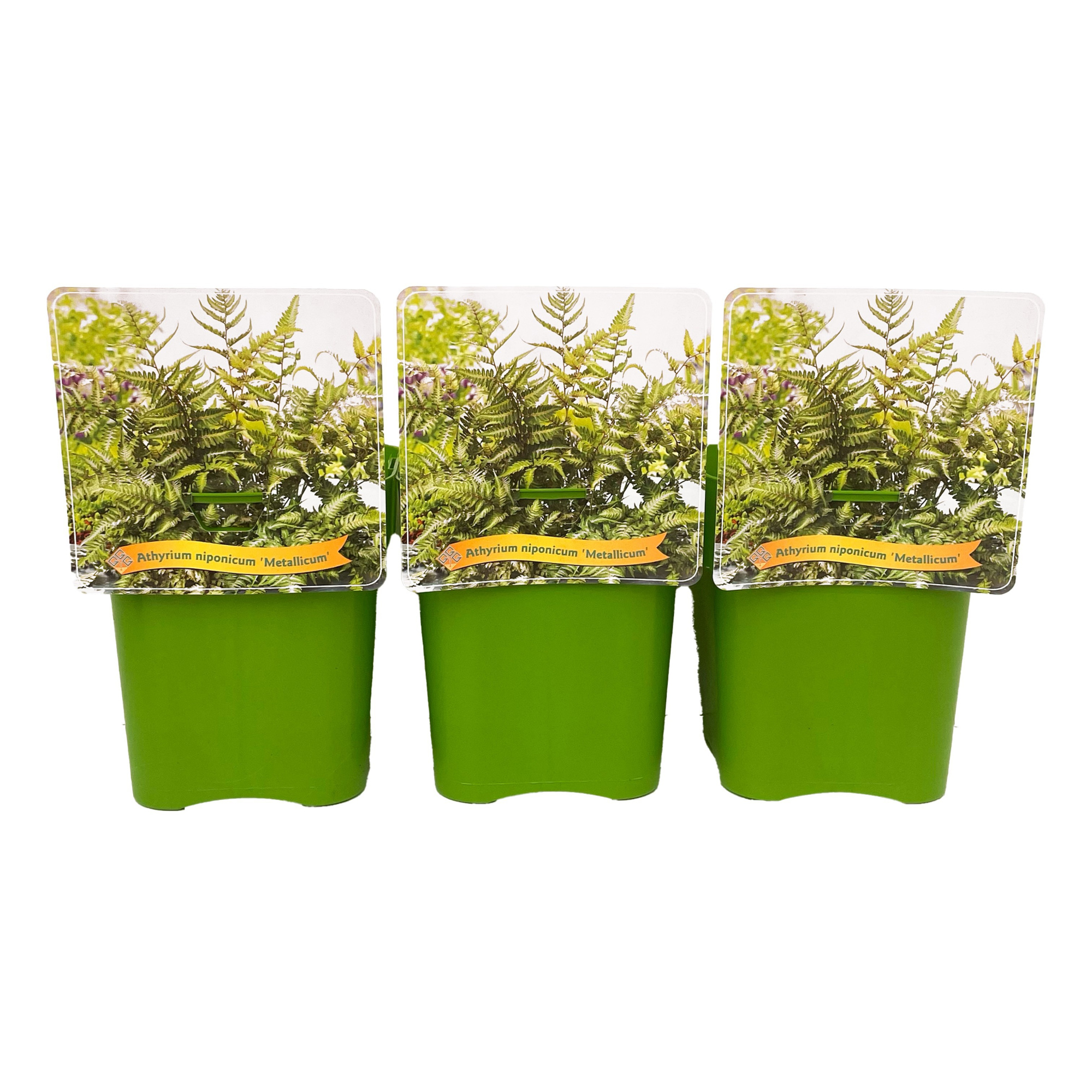 Athyrium niponicum ‘Metallicum’ C5, D 21
