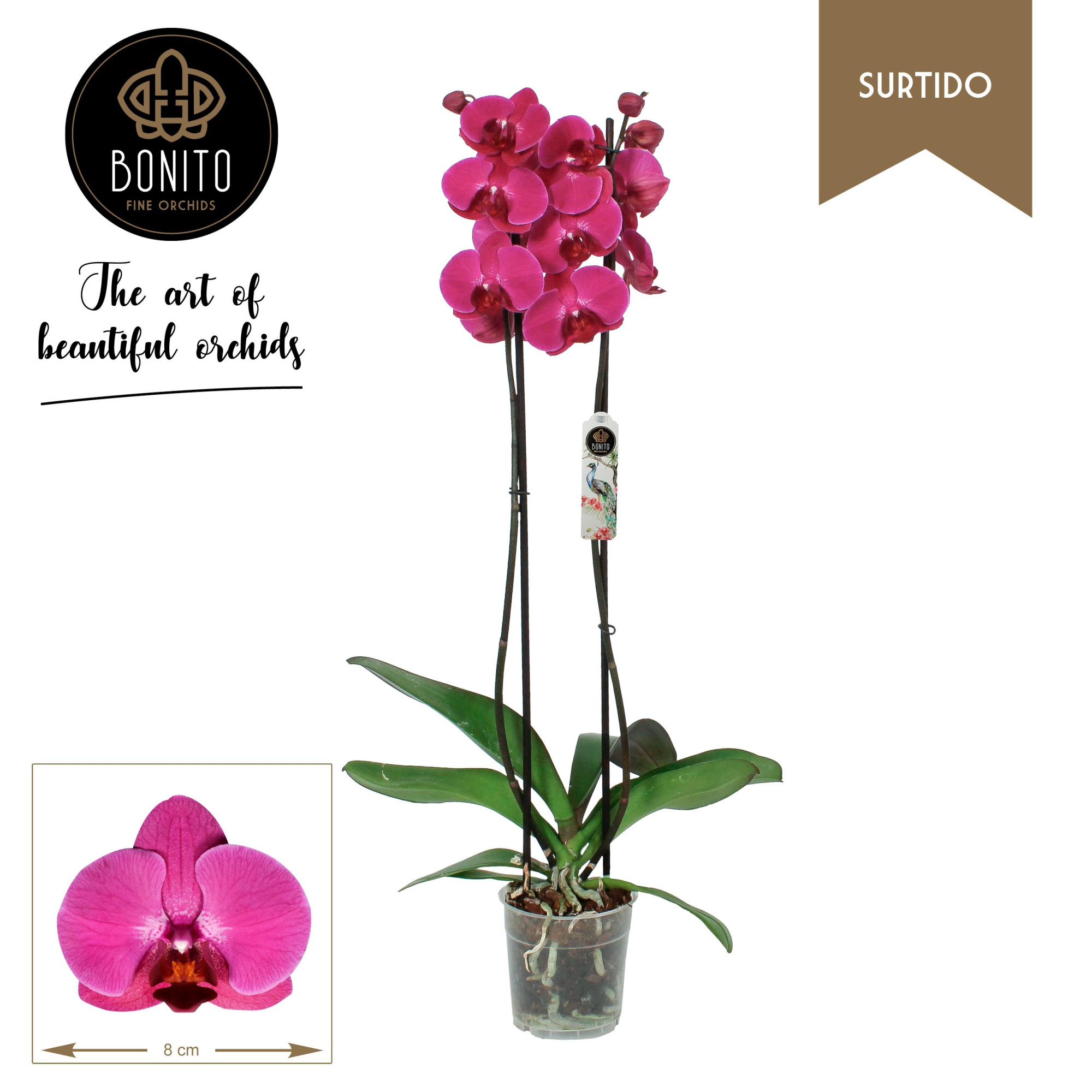 Phal. Surtido - Stellenbosch 2-Tak, D 12