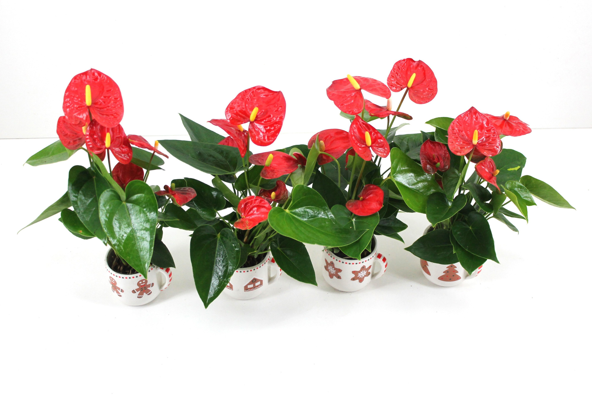 Anthurium xl.9 Jambo Red 7cm met keramieken kerstmok (24 uur besteltijd), D 7