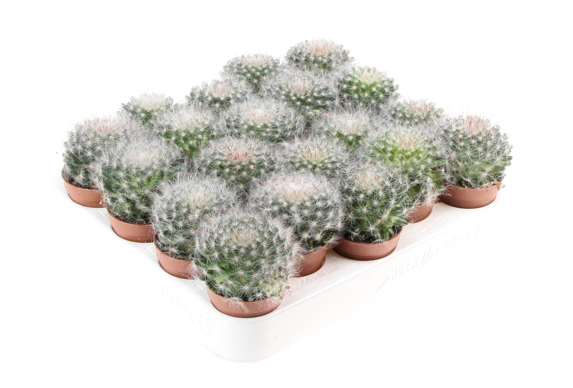 Mammillaria Bocasana, D 5,5