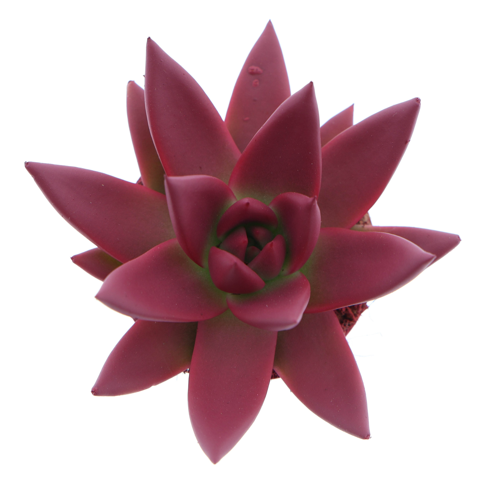 Rainbow bordeaux red, D 6