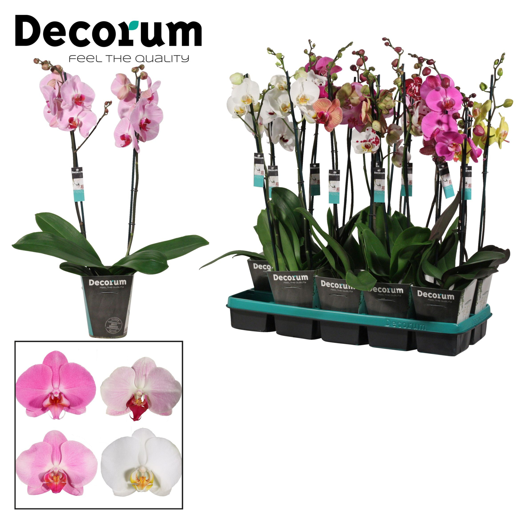 Phalaenopsis 2 tak 18+ mix lang (Decorum), D 12