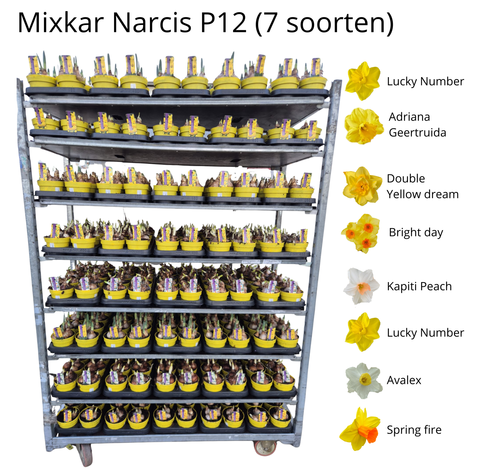 Narcissus 12cm Mixkar 7 soorten, D 12