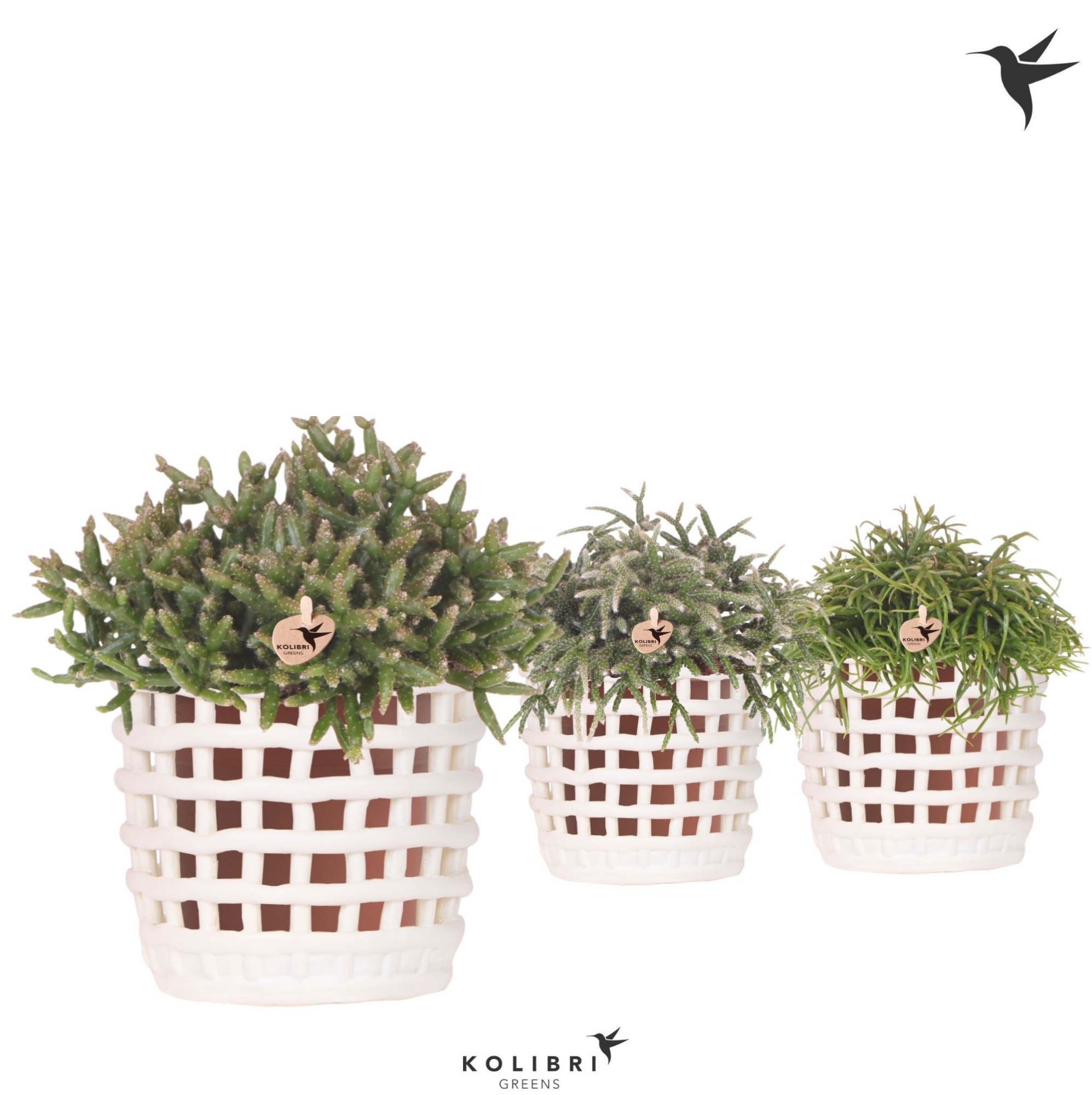 Kolibri Greens Rhipsalis mix in Mesh pot white, D 12