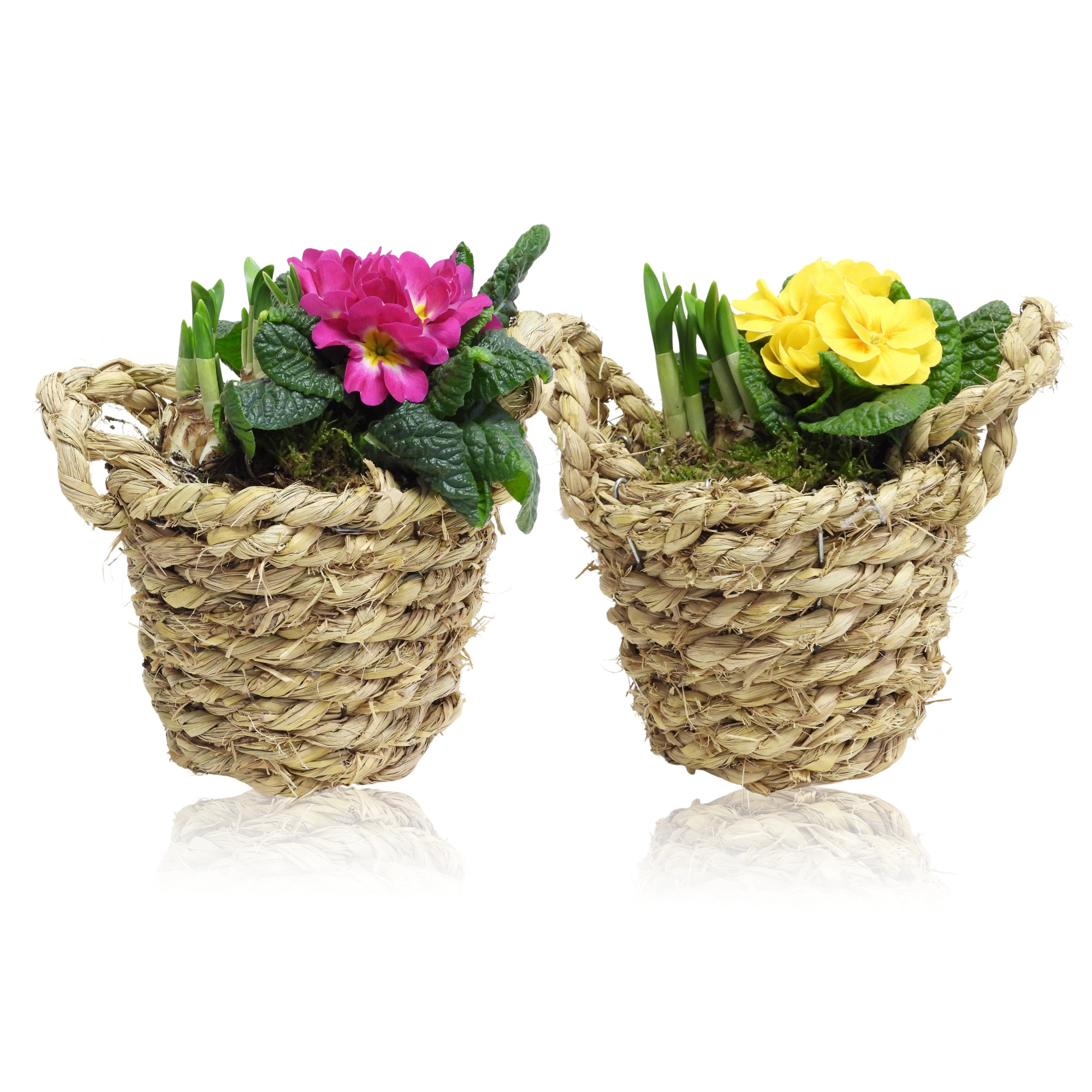 Early Spring Specials Arrangement Narcis Mand 14 cm, D 14