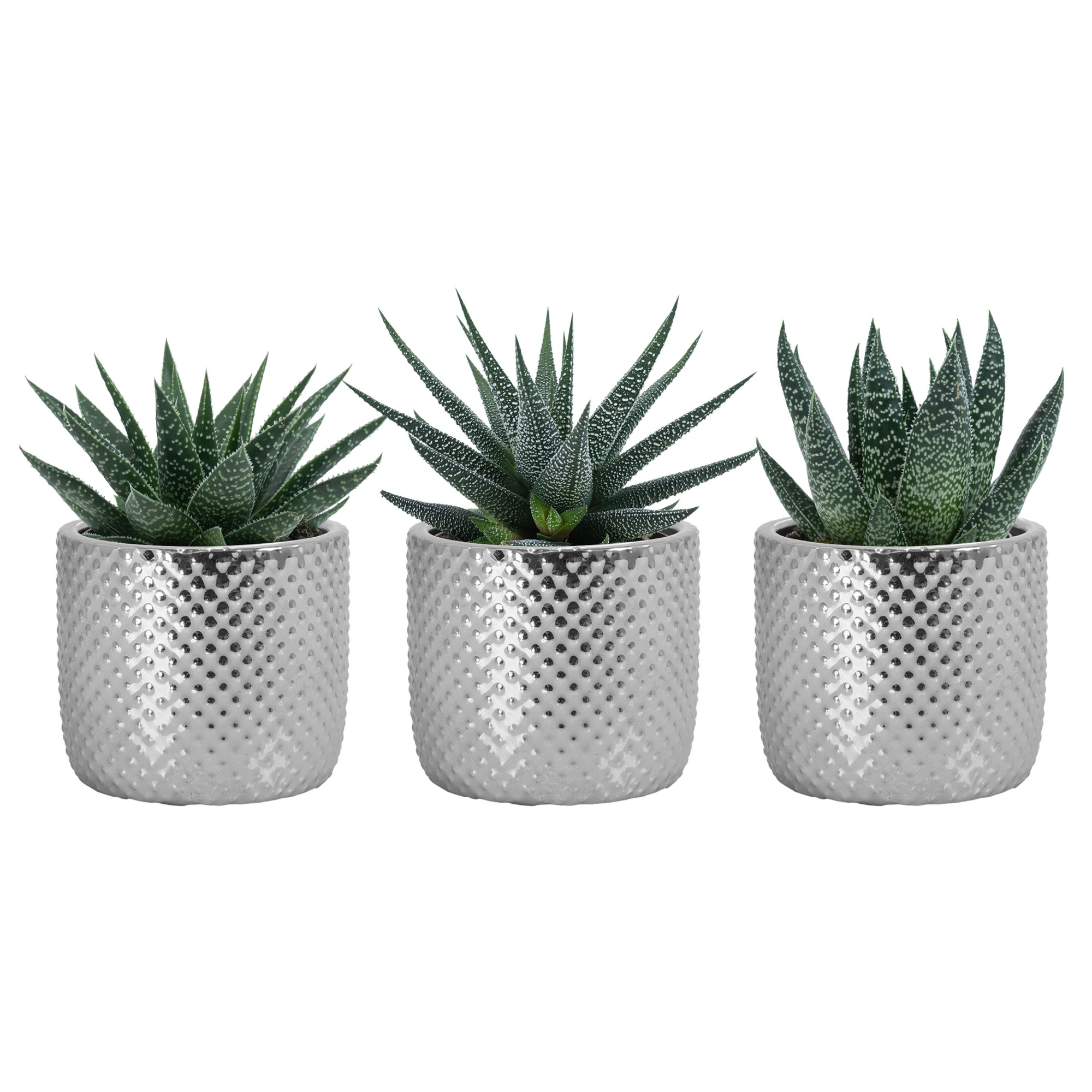 Darwin elec. Silver with Succulent mix, D 6