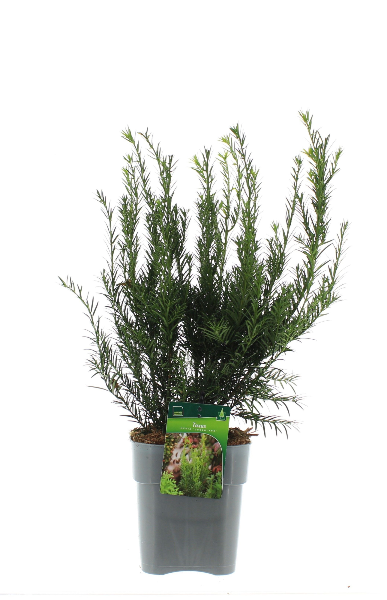 Taxus media 'Groenland', D 19