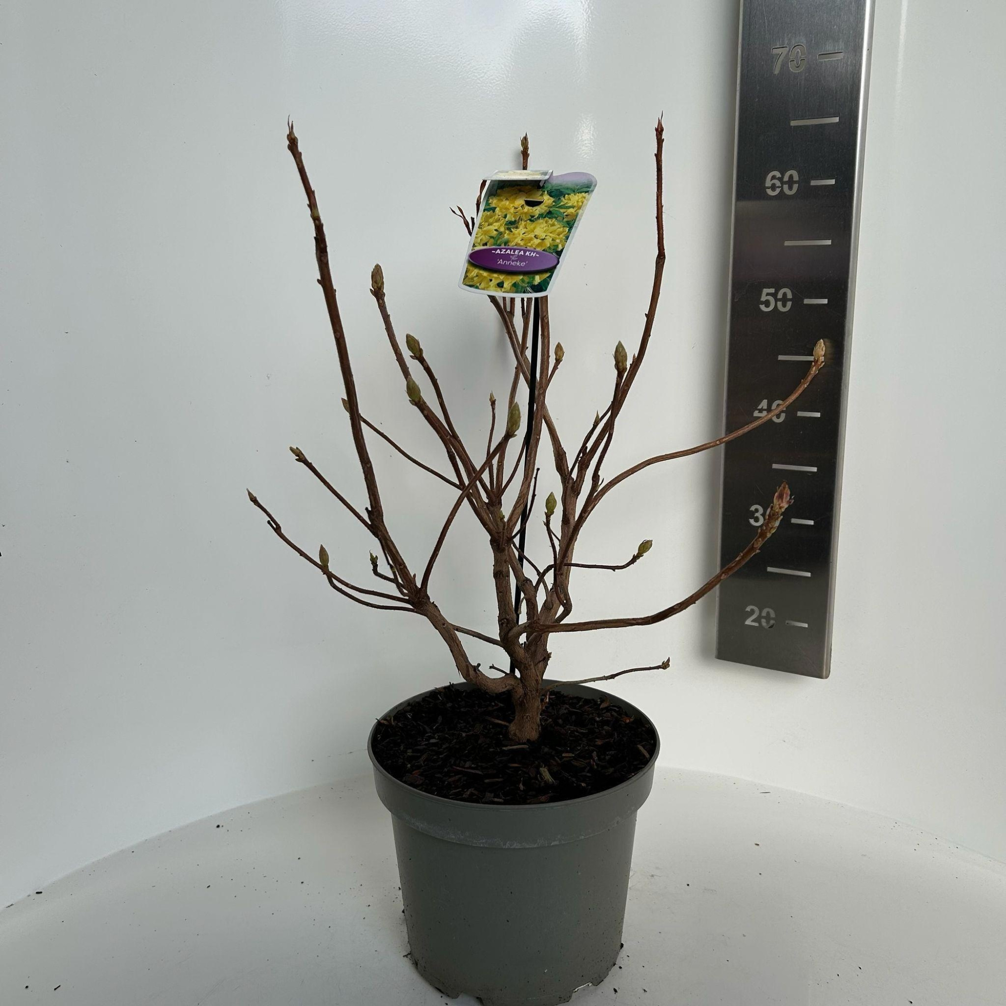 Rhododendron (AK) 'Anneke', D 23