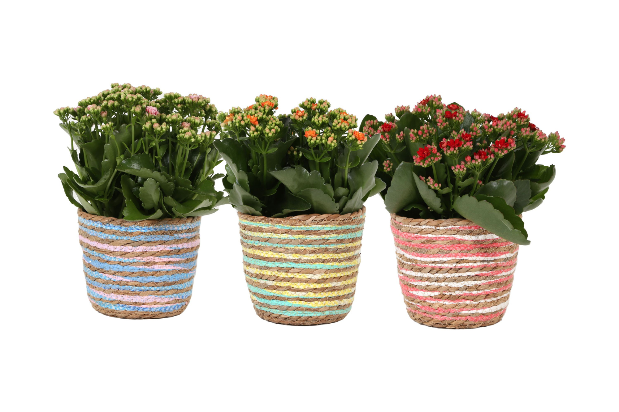KP-847.1 - Kalanchoe Rosalina 15cm in mand 3 assorti mix, D 15