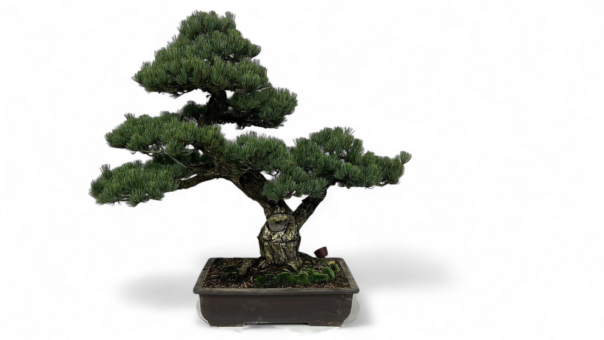 Pinus parviflora, pot 44cm. height 80cm. (single item), D 44