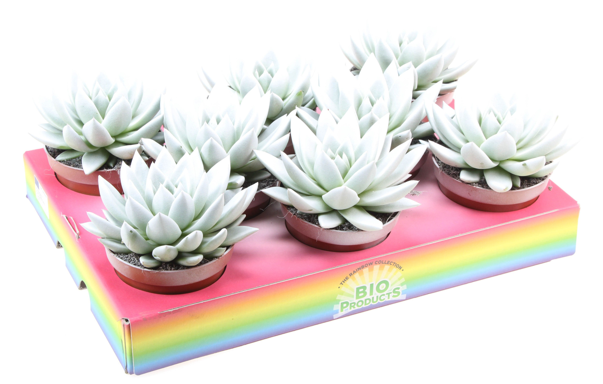 Bio miranda rainbow white, D 10,5