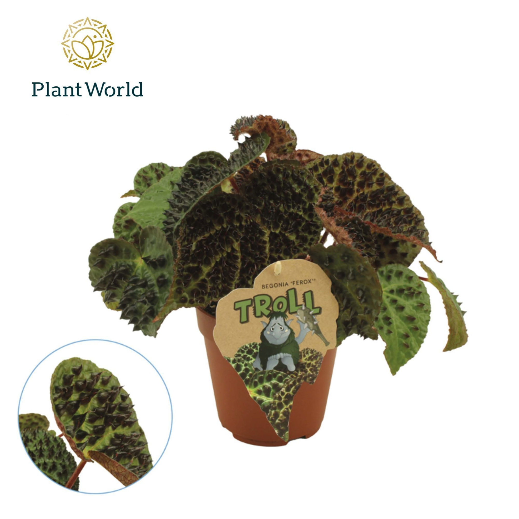 Begonia rex Ferox, D 12