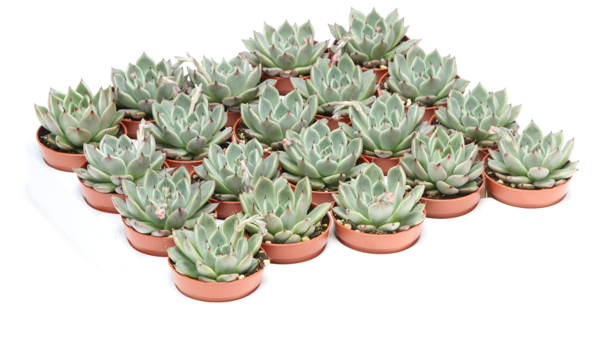 Echeveria black tip, D 5,5