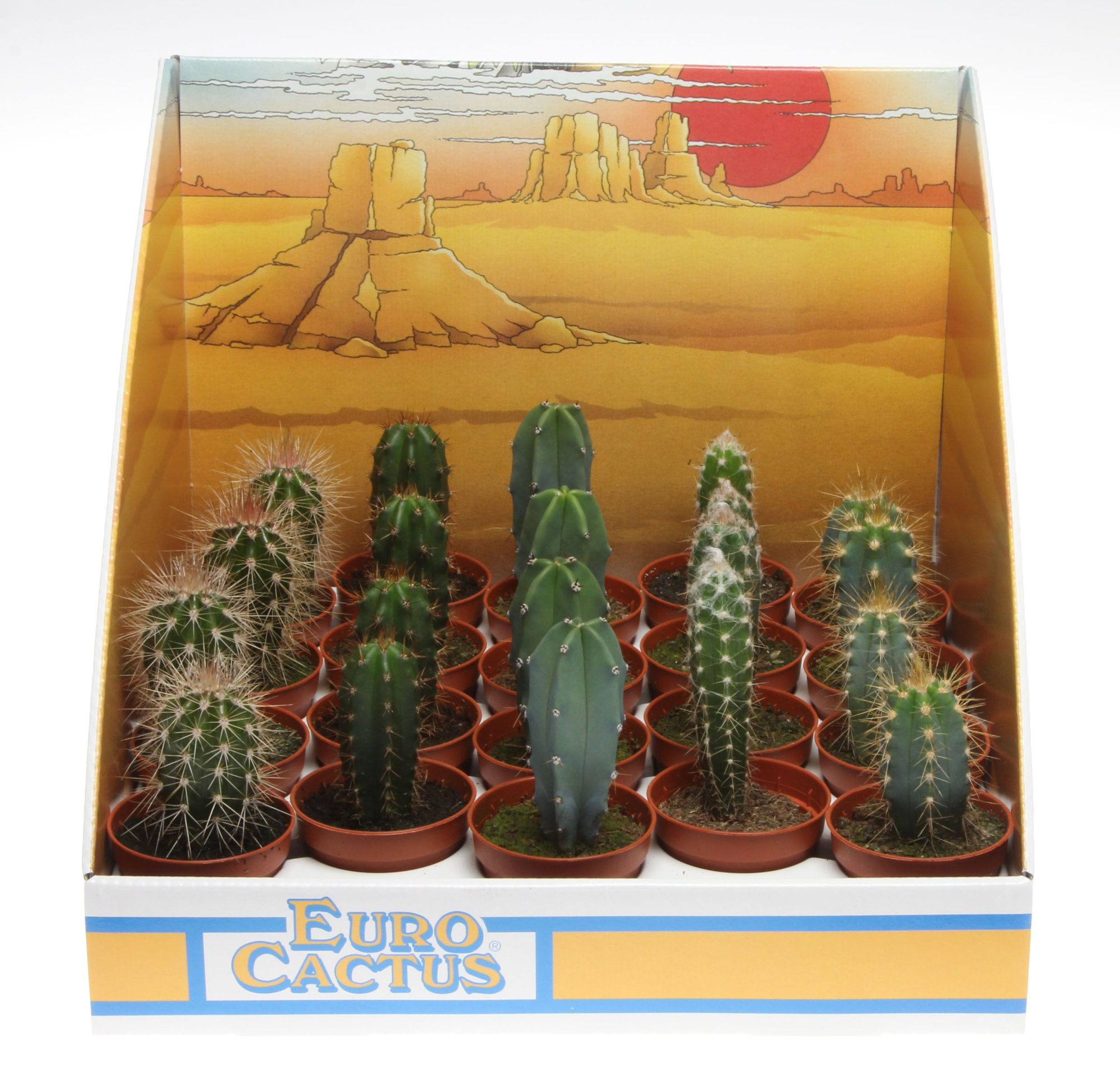 Zuil mix in showdoos, D 5,5