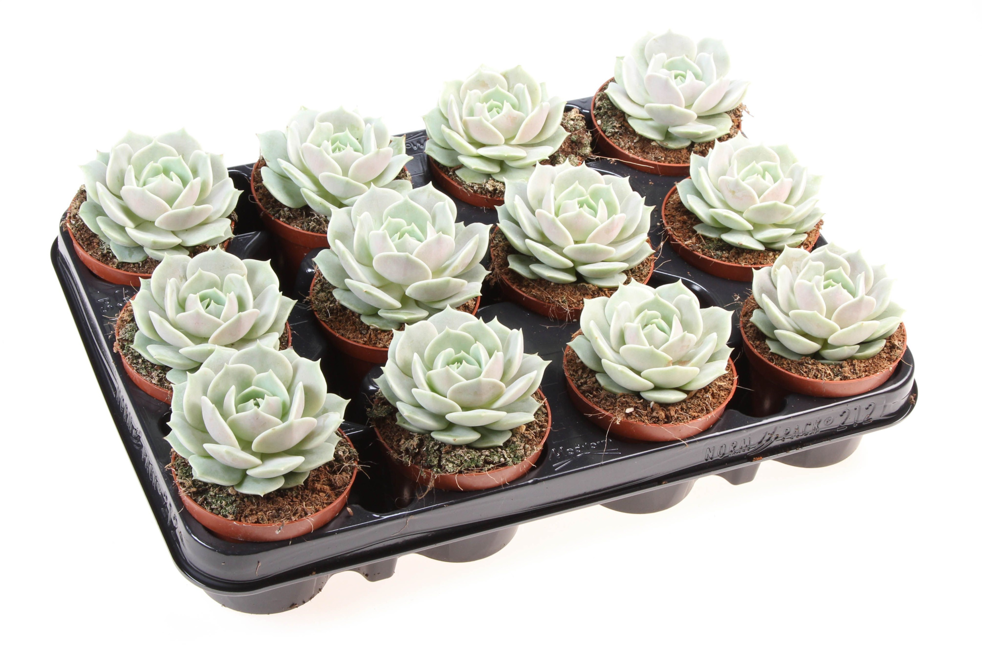 Echeveria lola, D 8,5