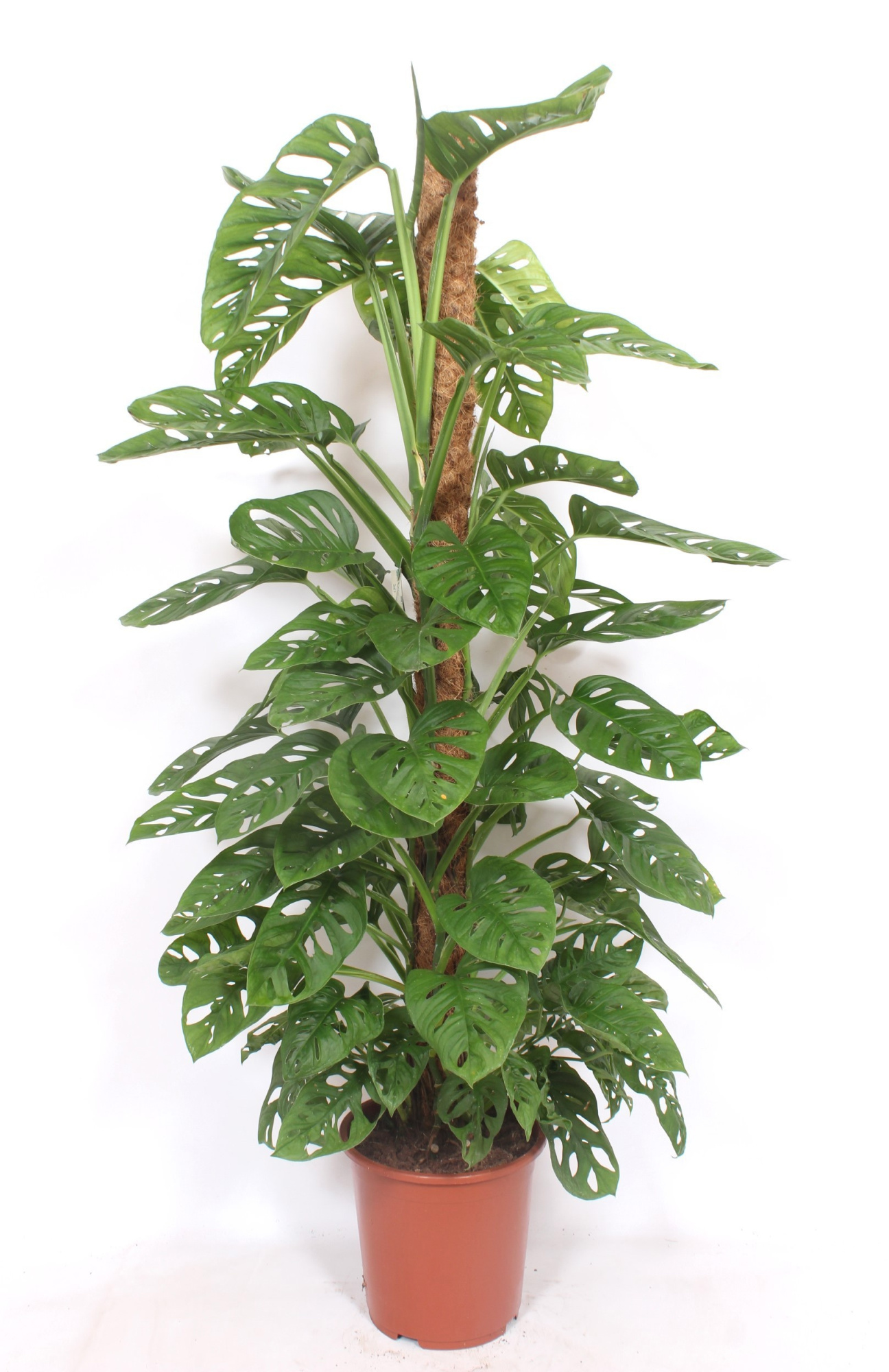 Monstera Monkey Leaf, D 27