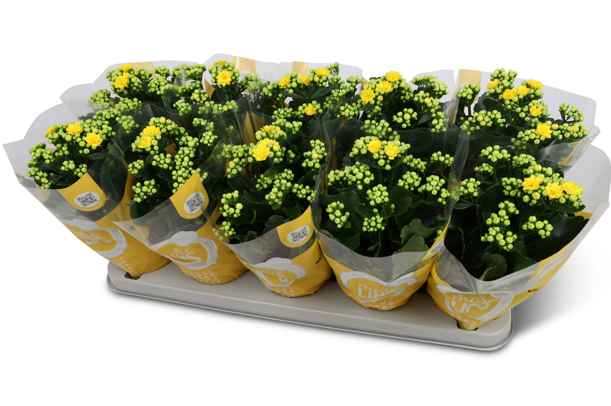 Kalanchoë Perfecta Yellow MoreLIPS hoes, D 12