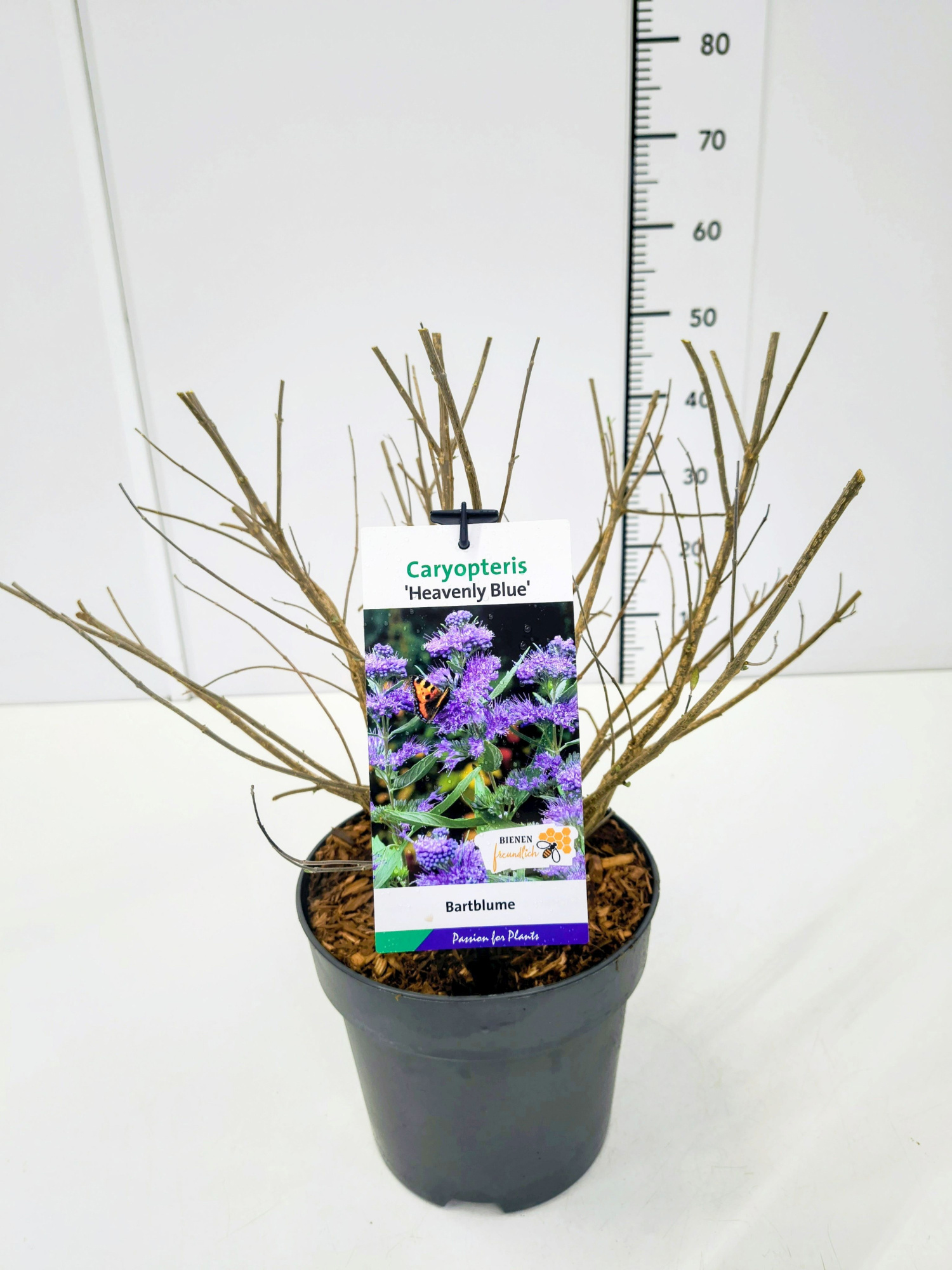 Caryopteris cland. 'Heavenly Blue' C5, D 23