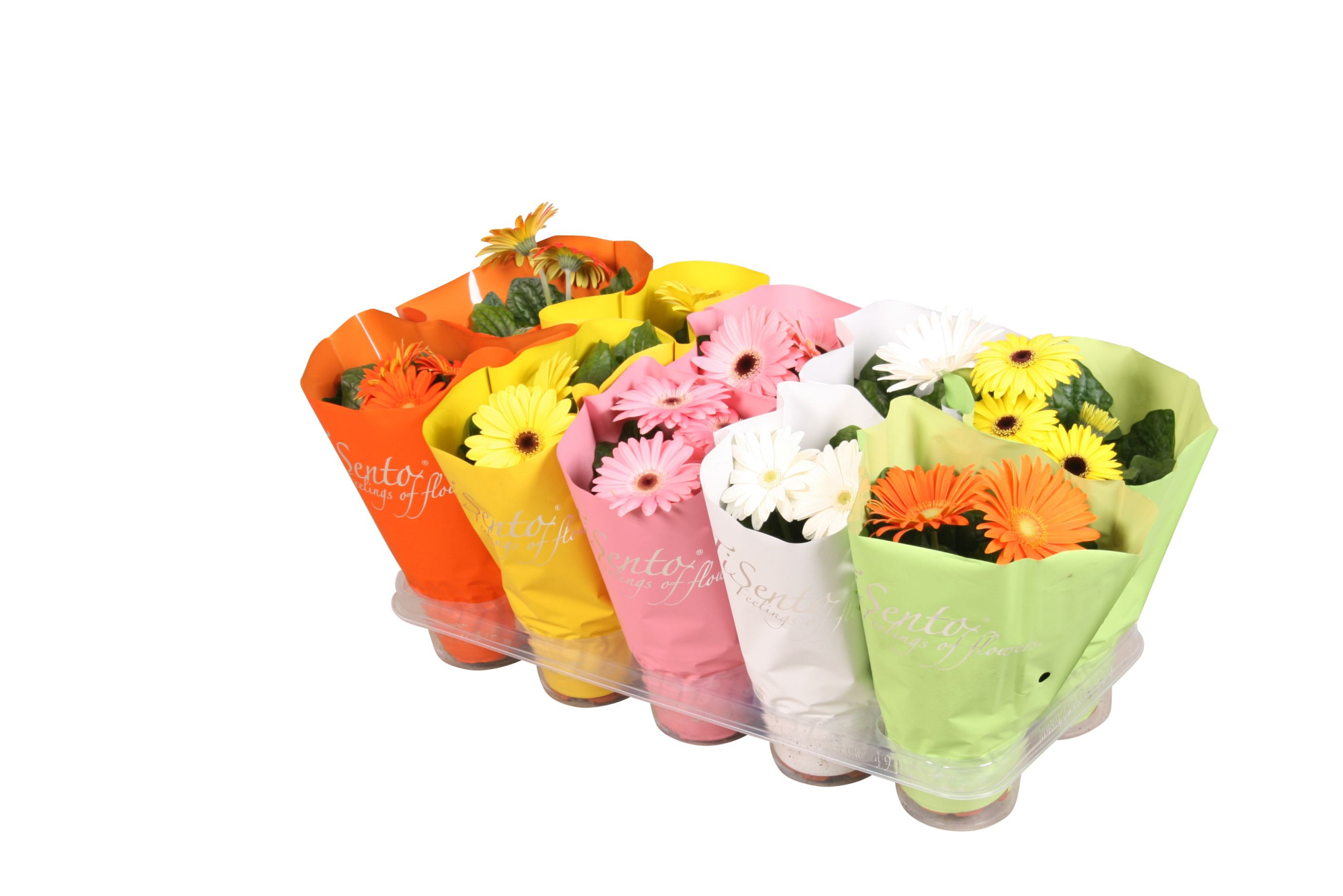 tisento gerbera mix 12cm Pasen, D 12