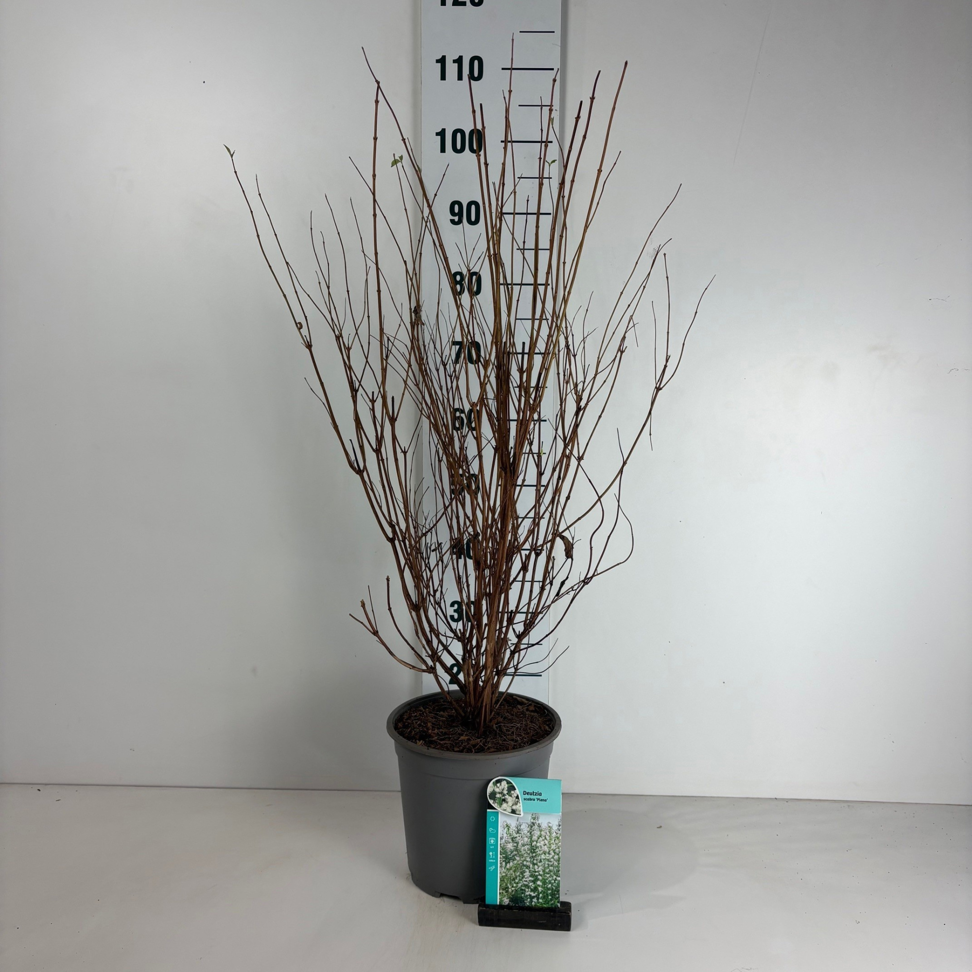 Deutzia scabra Plena, D 24