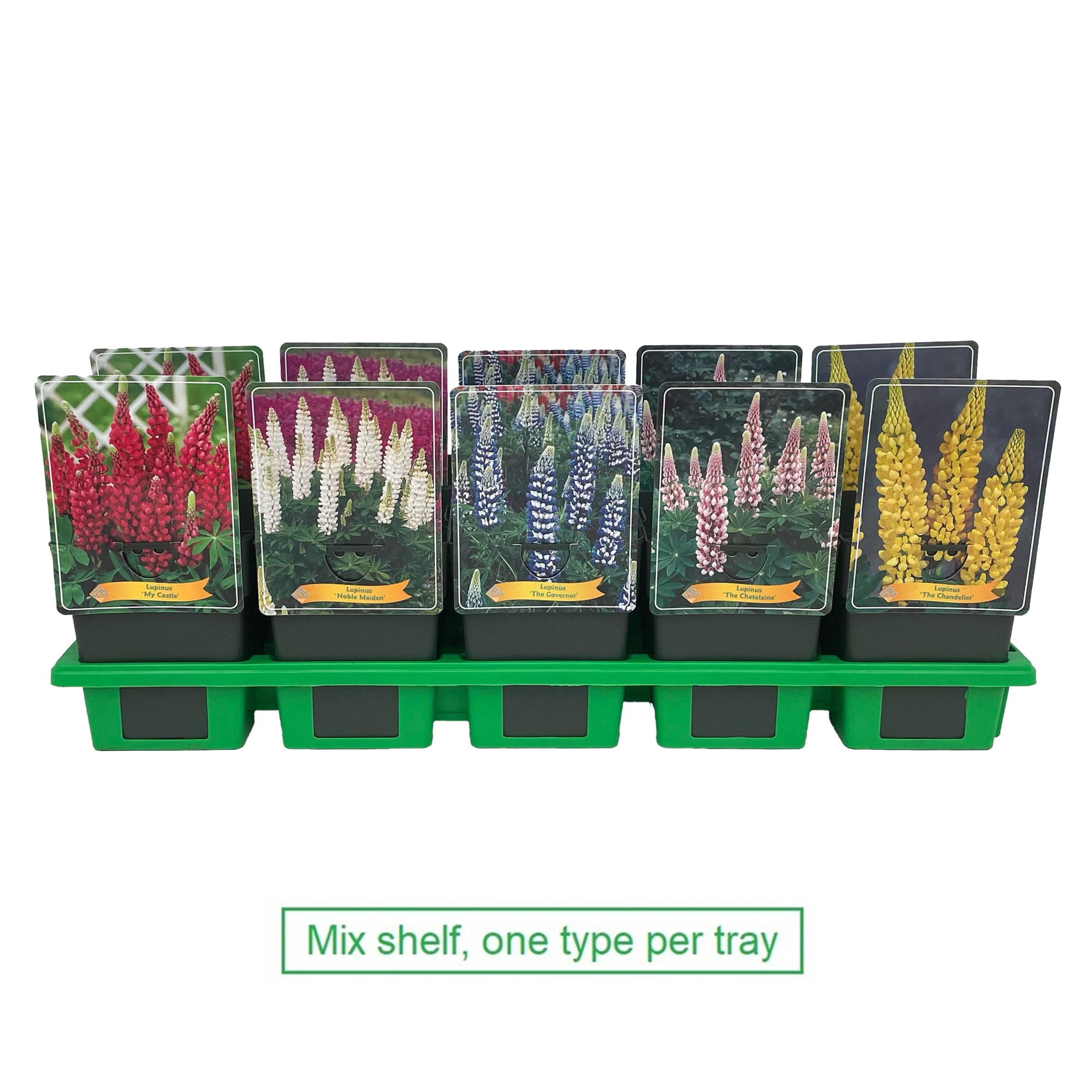 Lupinus mix laag P11, D 11