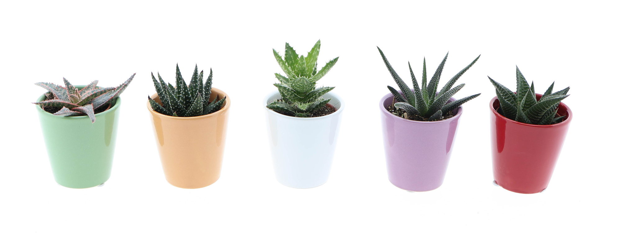 Kleurpot aloe/haworthia mix, D 5,5