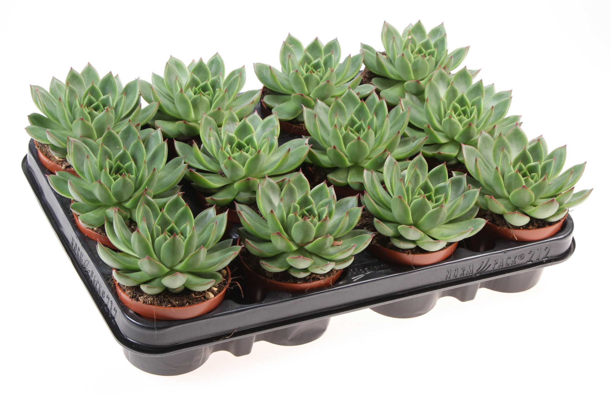 Echeveria Red Point, D 8,5