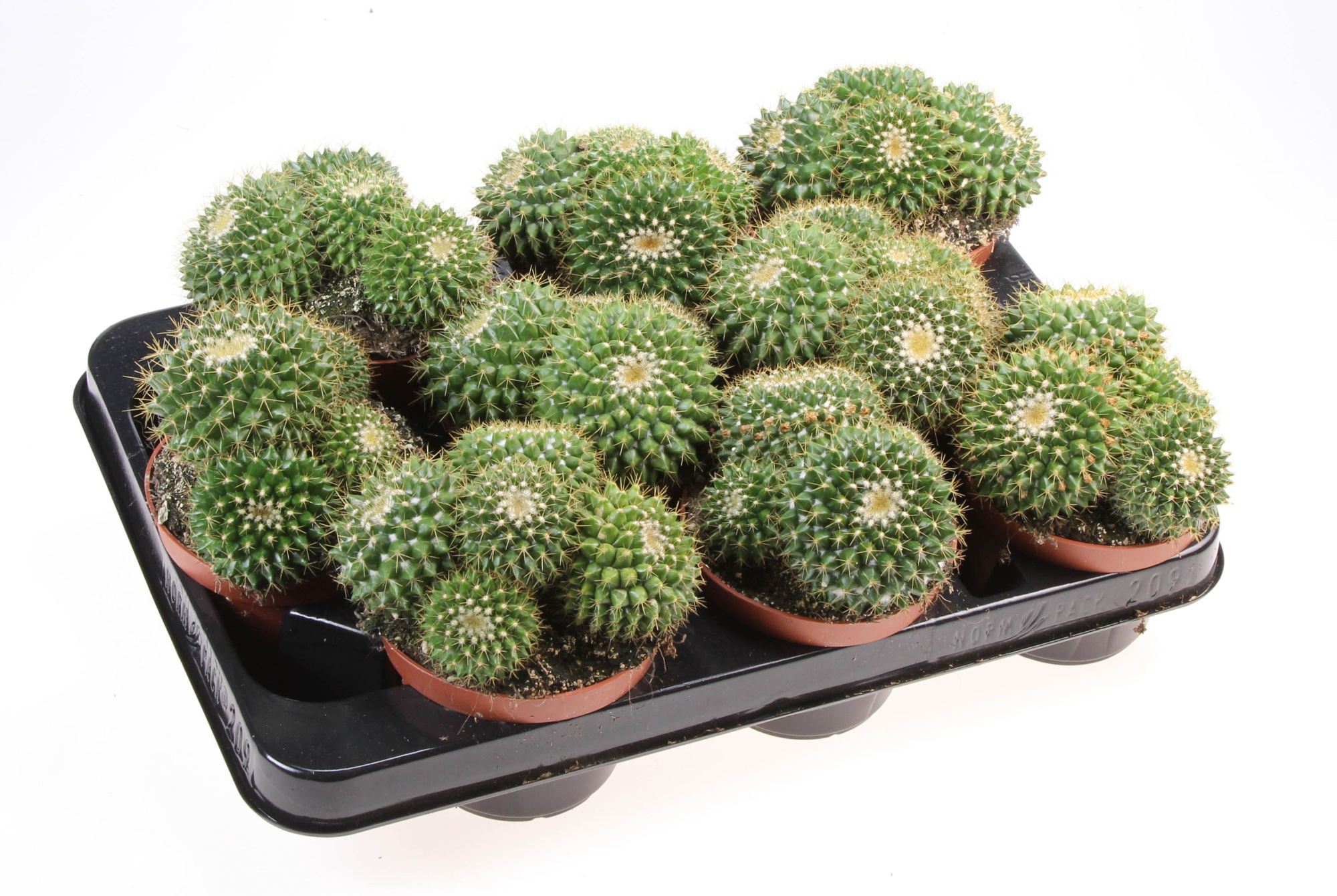 Mammillaria marksiana, D 10,5