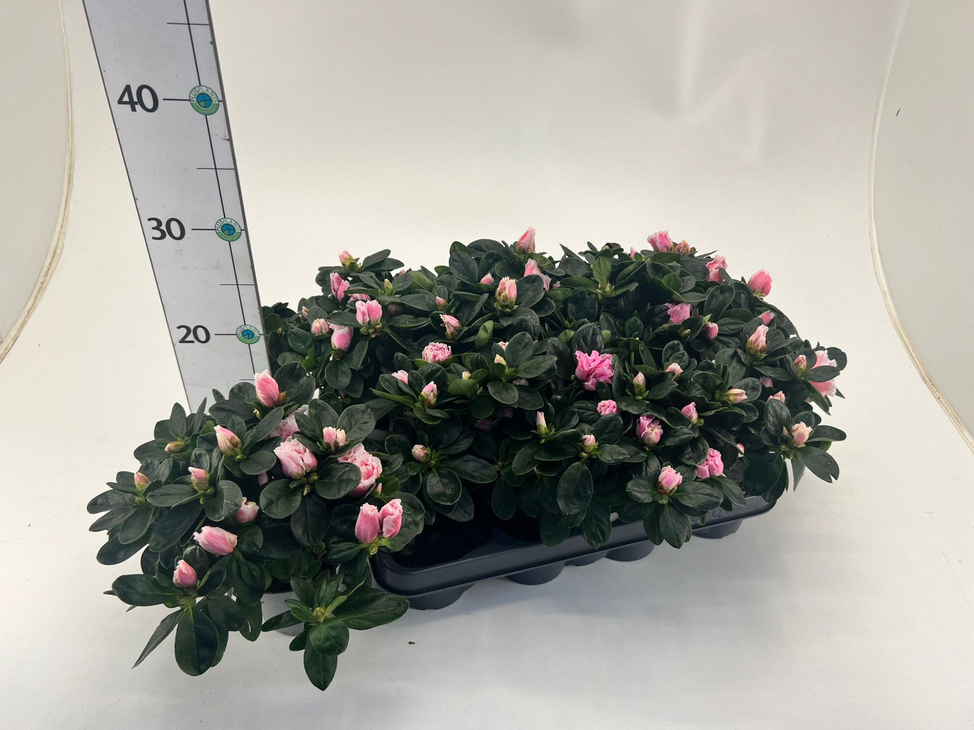 Rhododendron simsii T10,5 light pink/ white, D 10