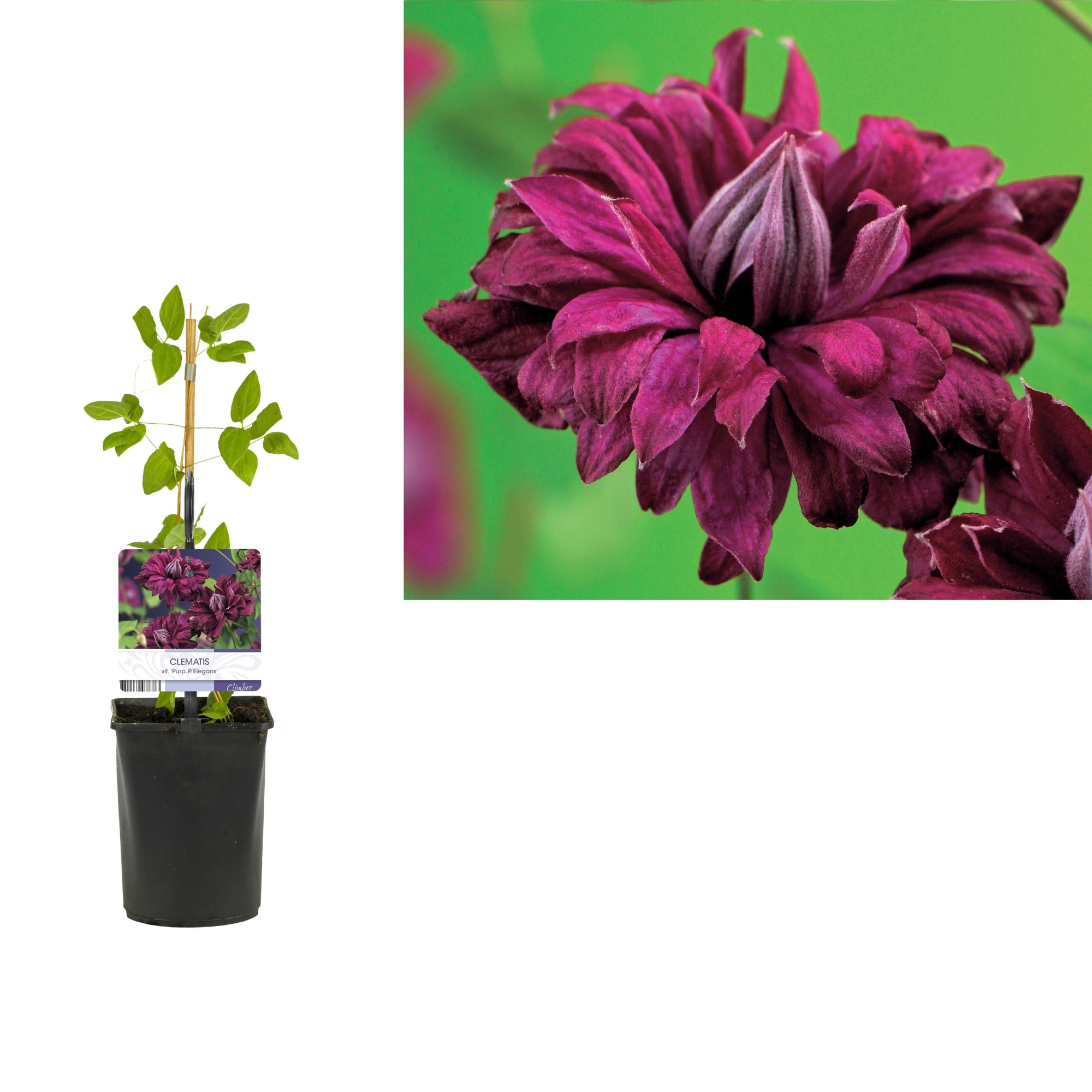 Clematis vit. 'Purp. P. Elegans' +light label, D 11