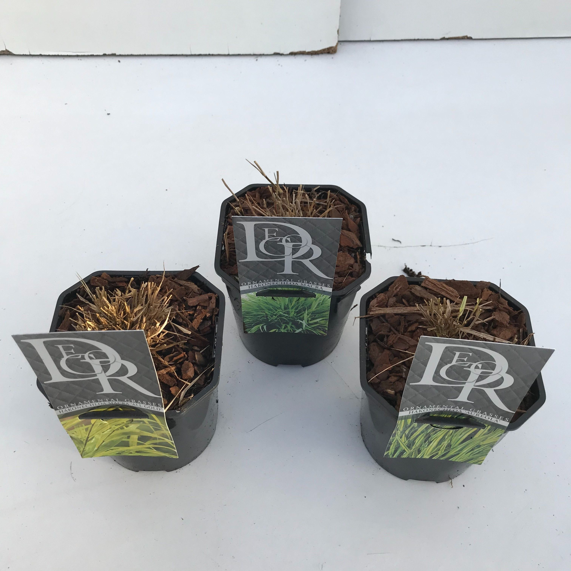 Hakonechloa mix, D 17