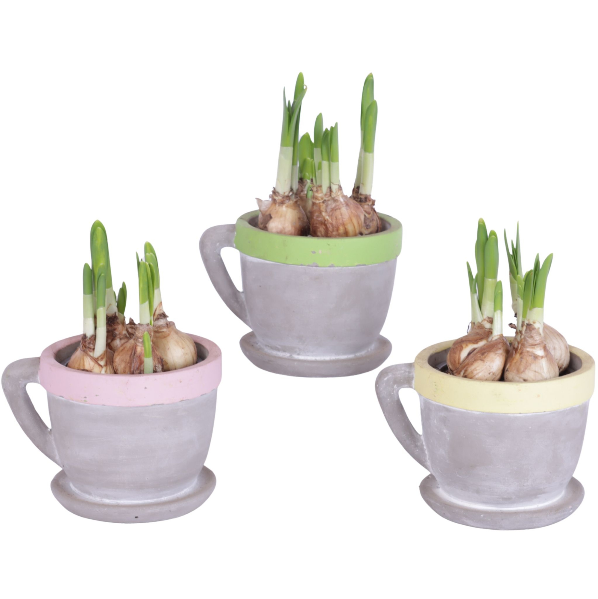 Easter Arr. Narcis Ceramic Cup And Saucer Colored Rim Ø12cm, D 12