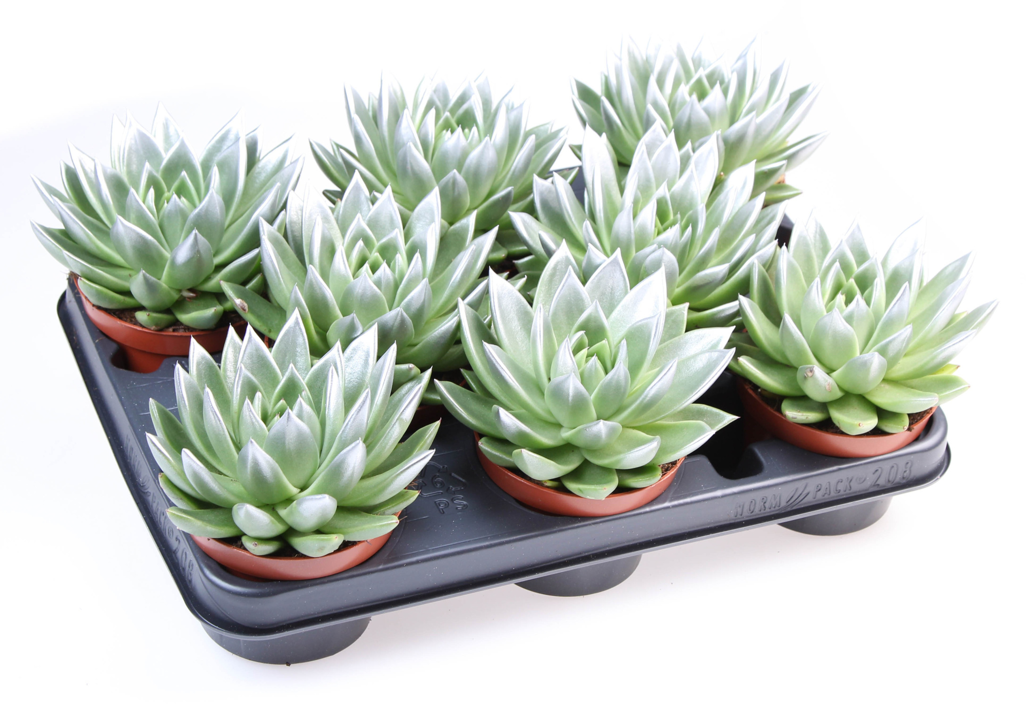 Miranda silver tips, D 10,5