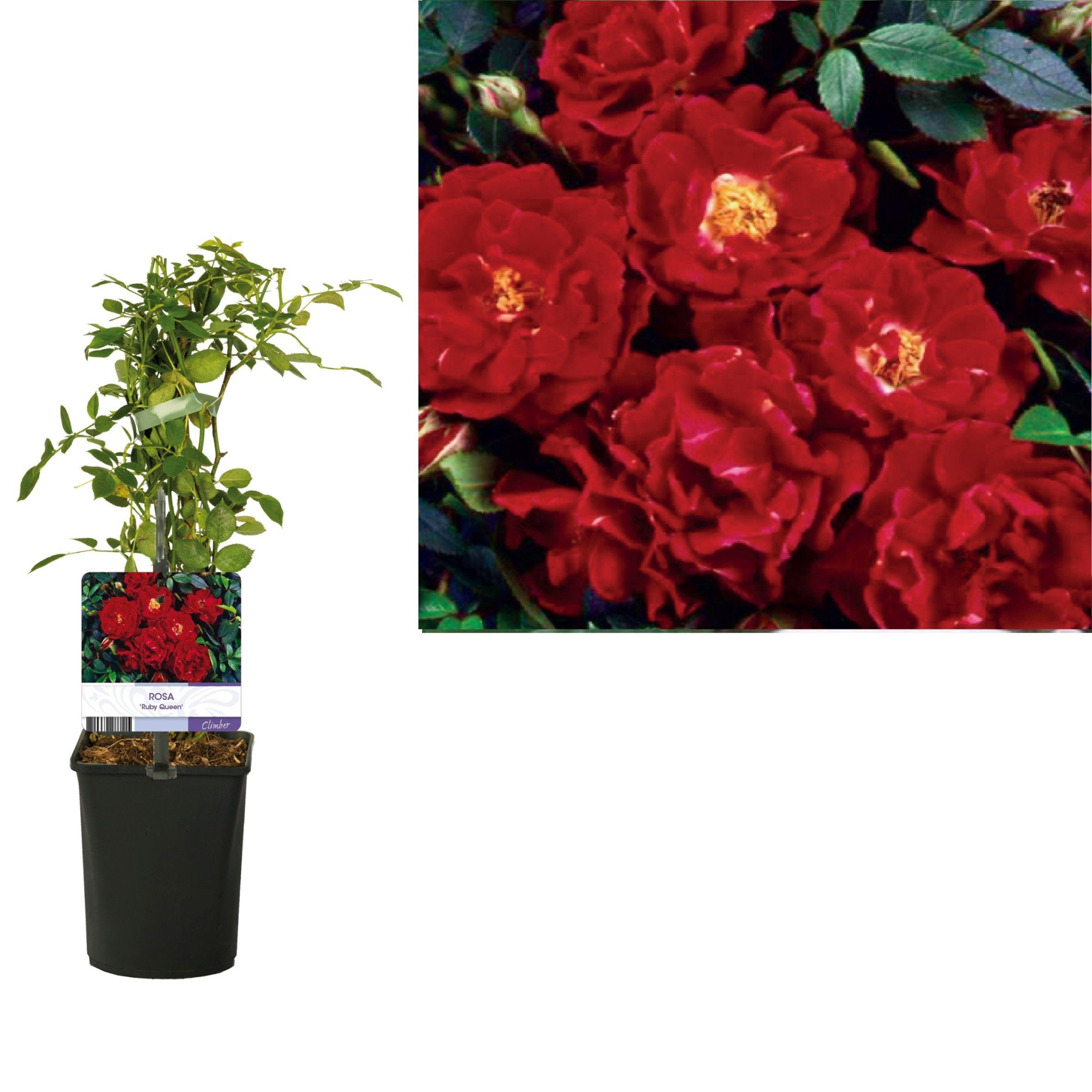 Rosa 'Ruby Queen' +light label, D 11