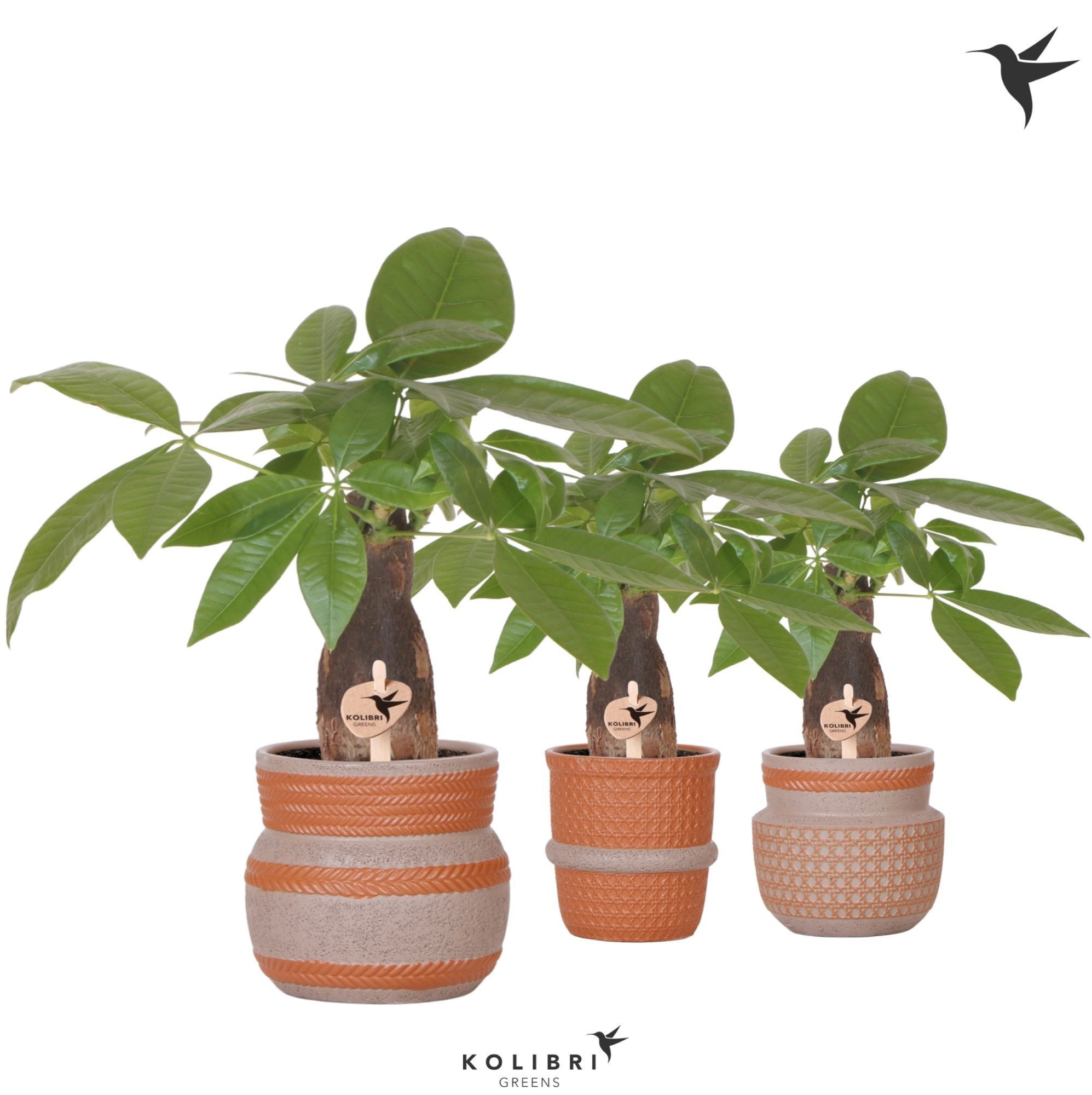 Kolibri Greens Pachira in Ethnic pot terracotta mix, D 9