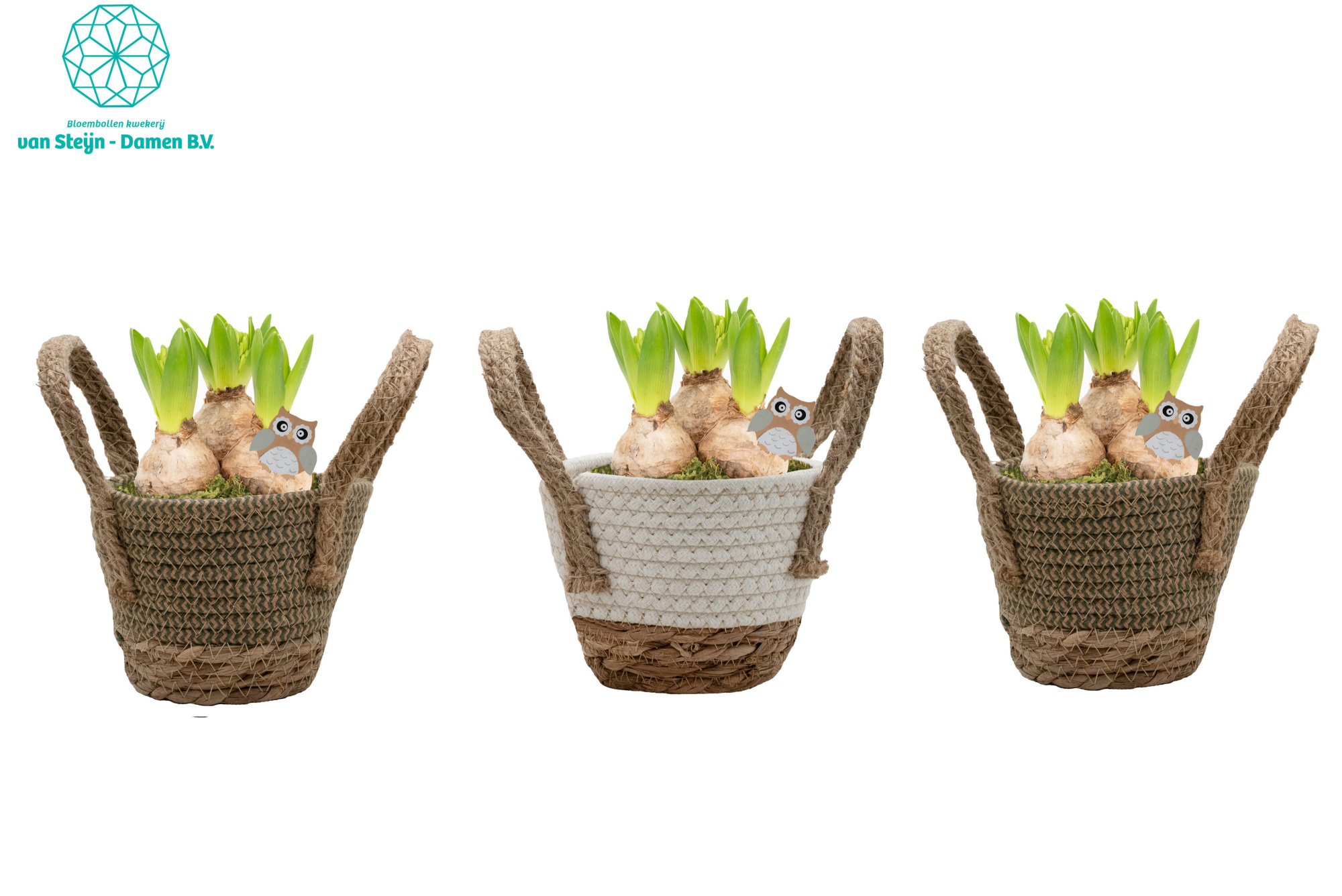 Hyacinthus 'Basket Round' (Without Moss), D 14