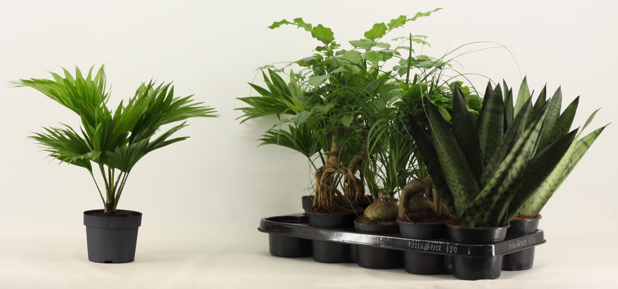 Groenmix 12 cm, D 12