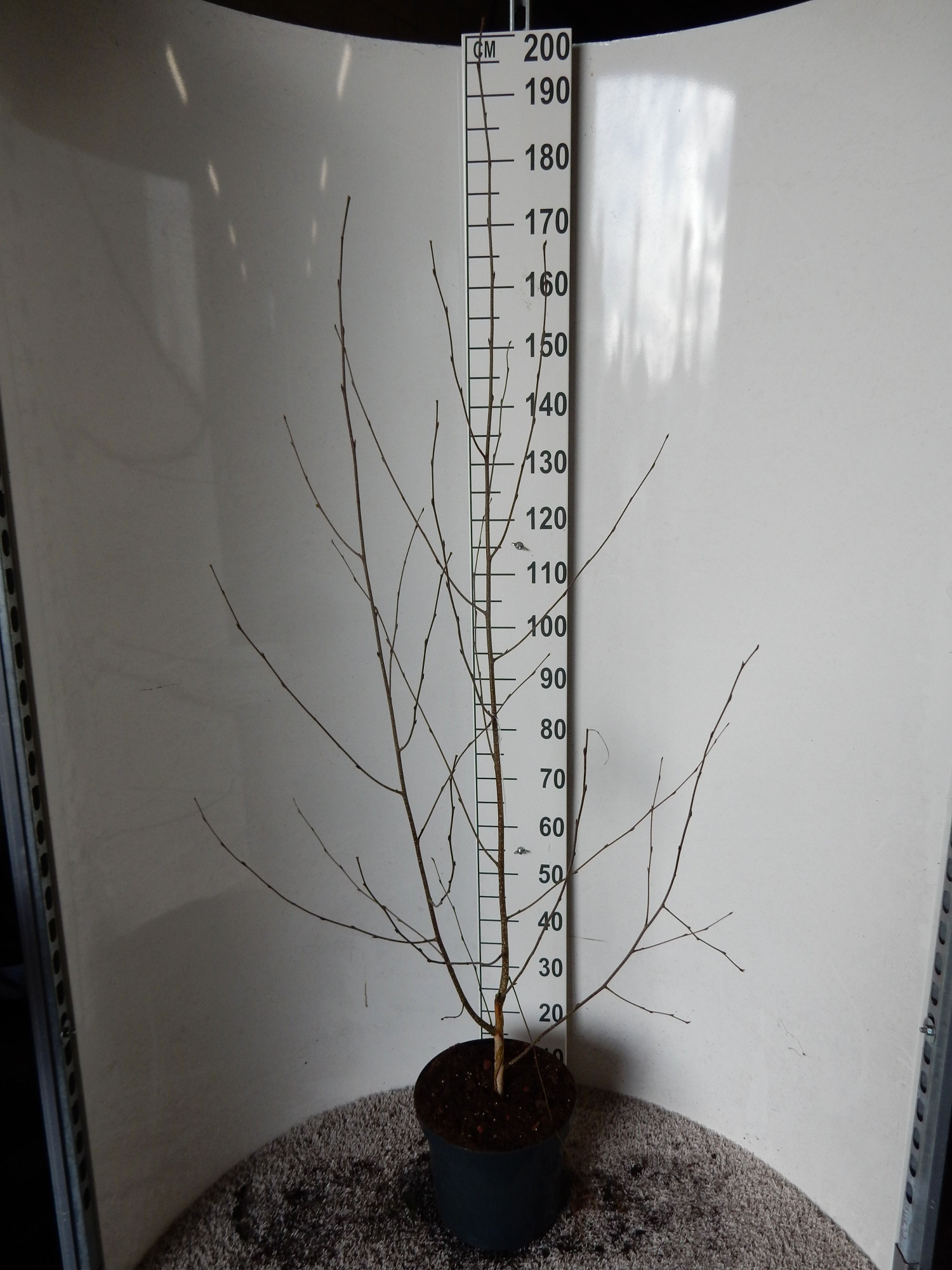Betula u. jacquemontii 150 cm P23, D 23