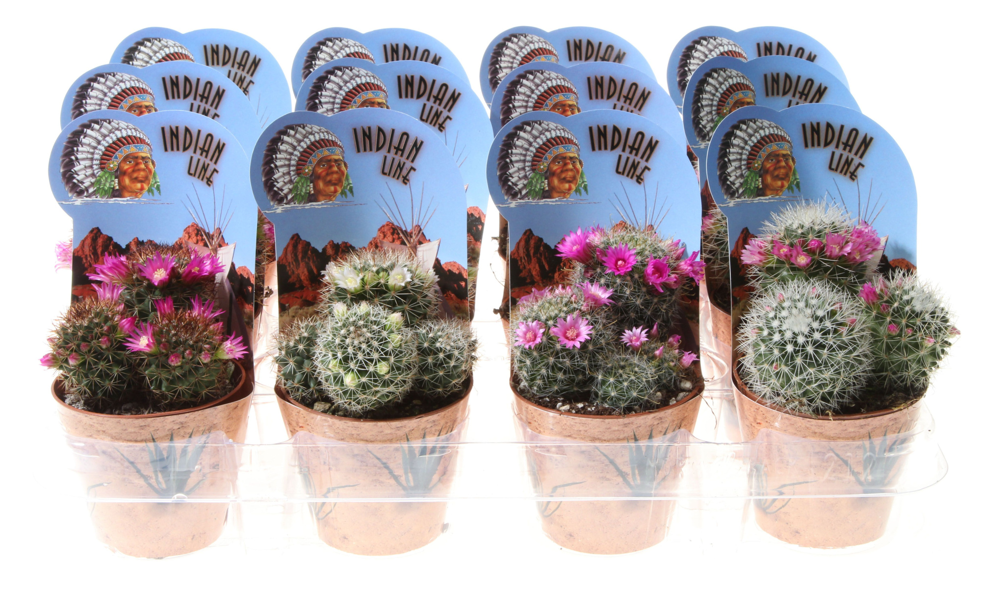 Mammillaria bloei indian line, D 8,5