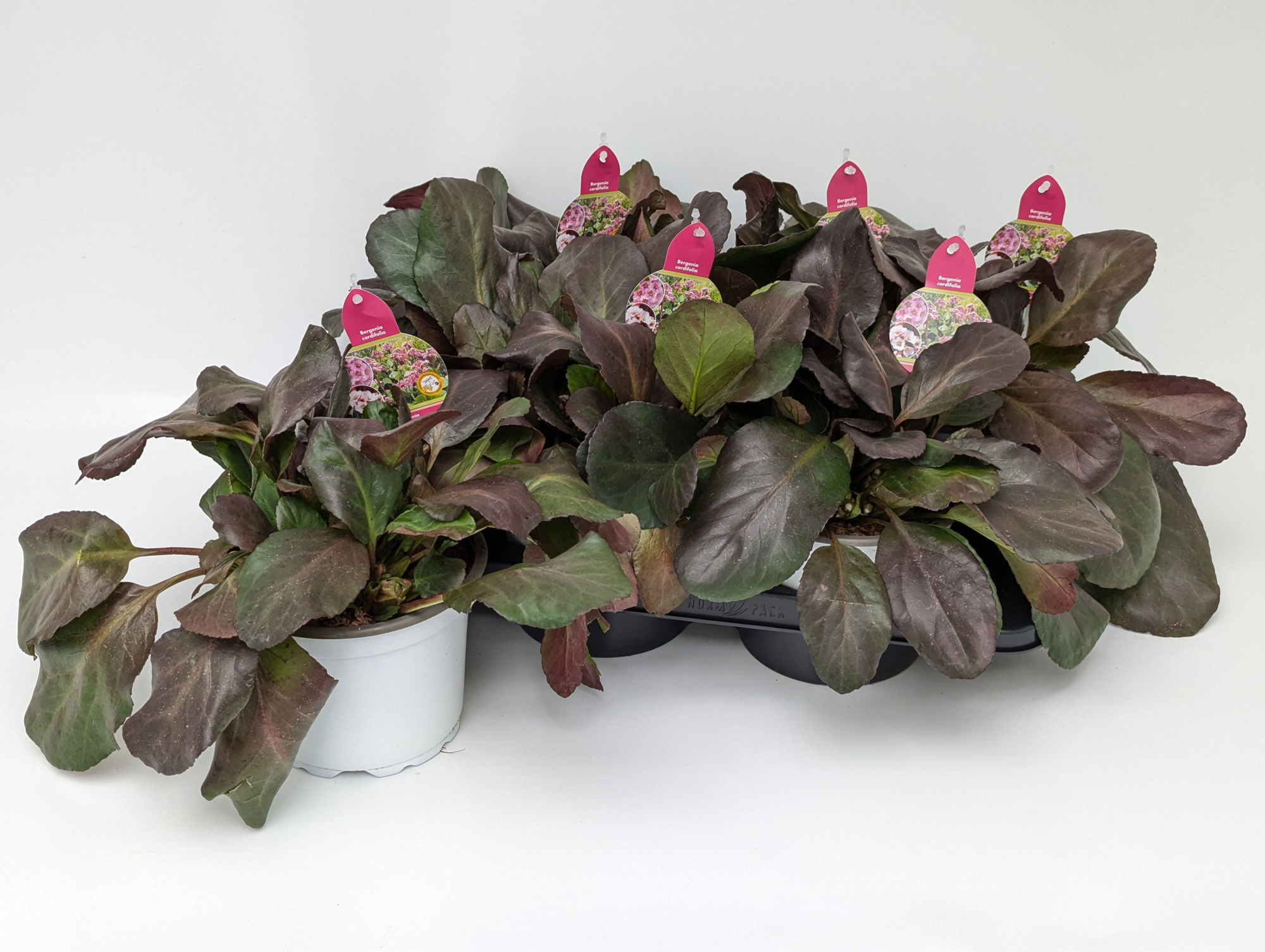 Bergenia Schneekristall - Jelle T17 (ohne Blüte), D 17