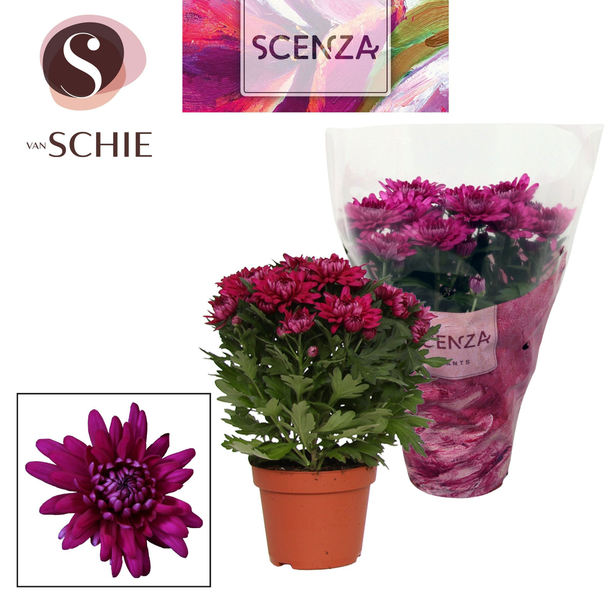 Chrysant Chrystal Purple, D 13