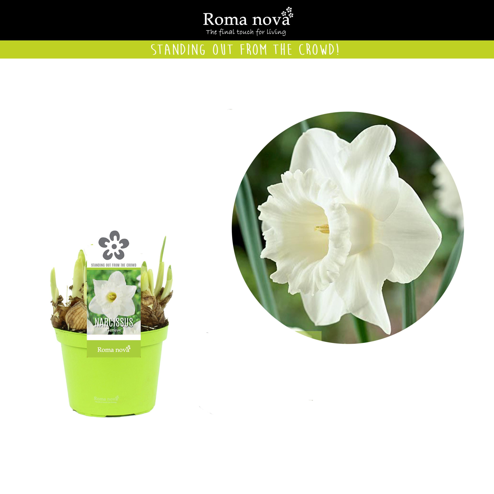 Narcissus Geneve 12cm, D 12