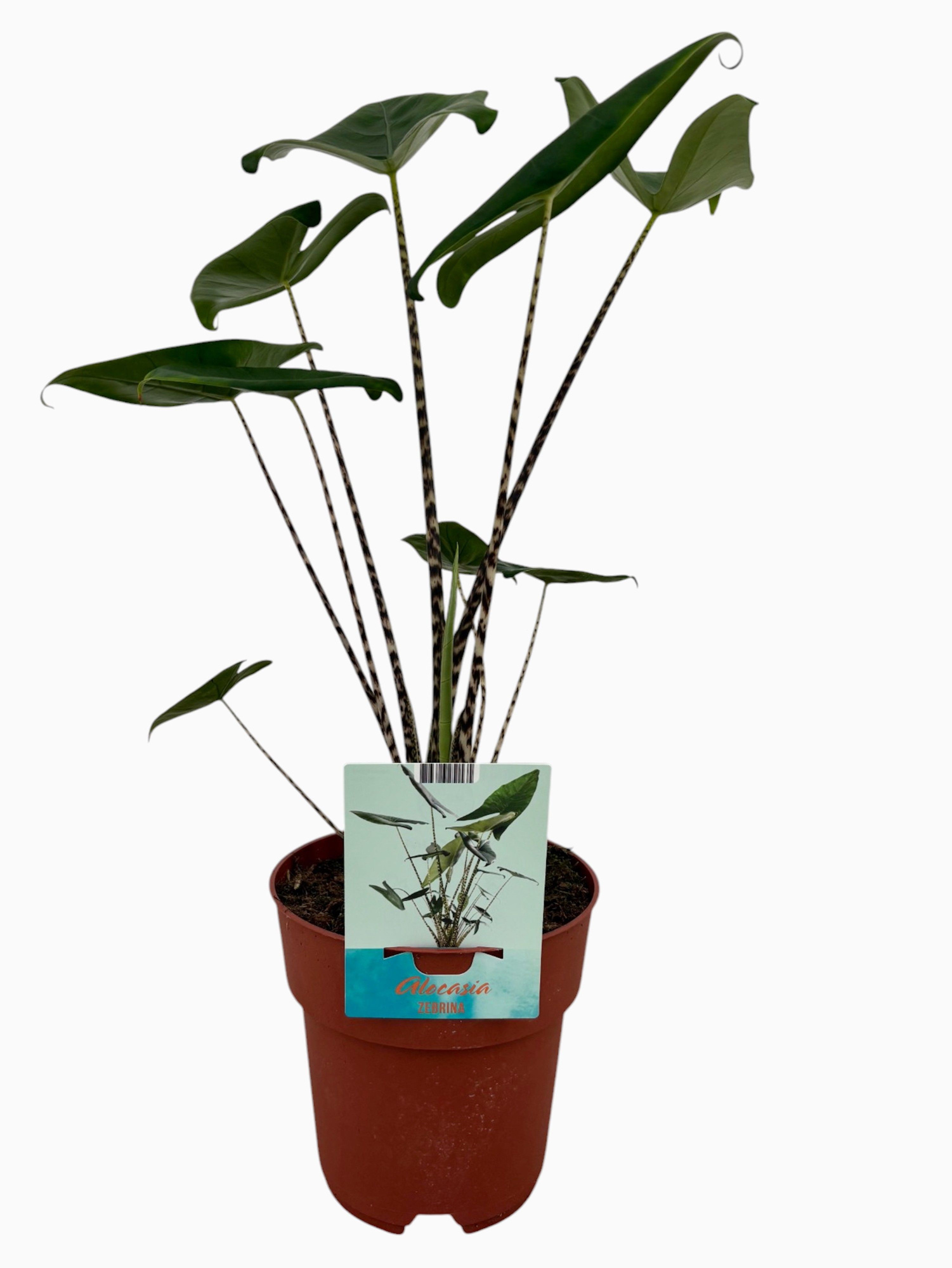 Alocasia Zebrina (Peat Free / Veenvrij), D 19