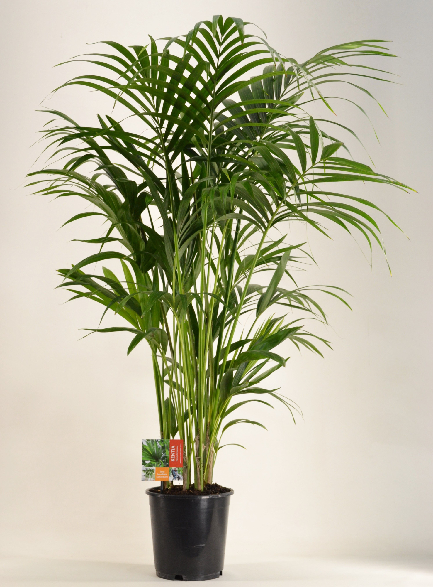 KENTIA - P24 H150 - 8PP (Howea forsteriana), D 24