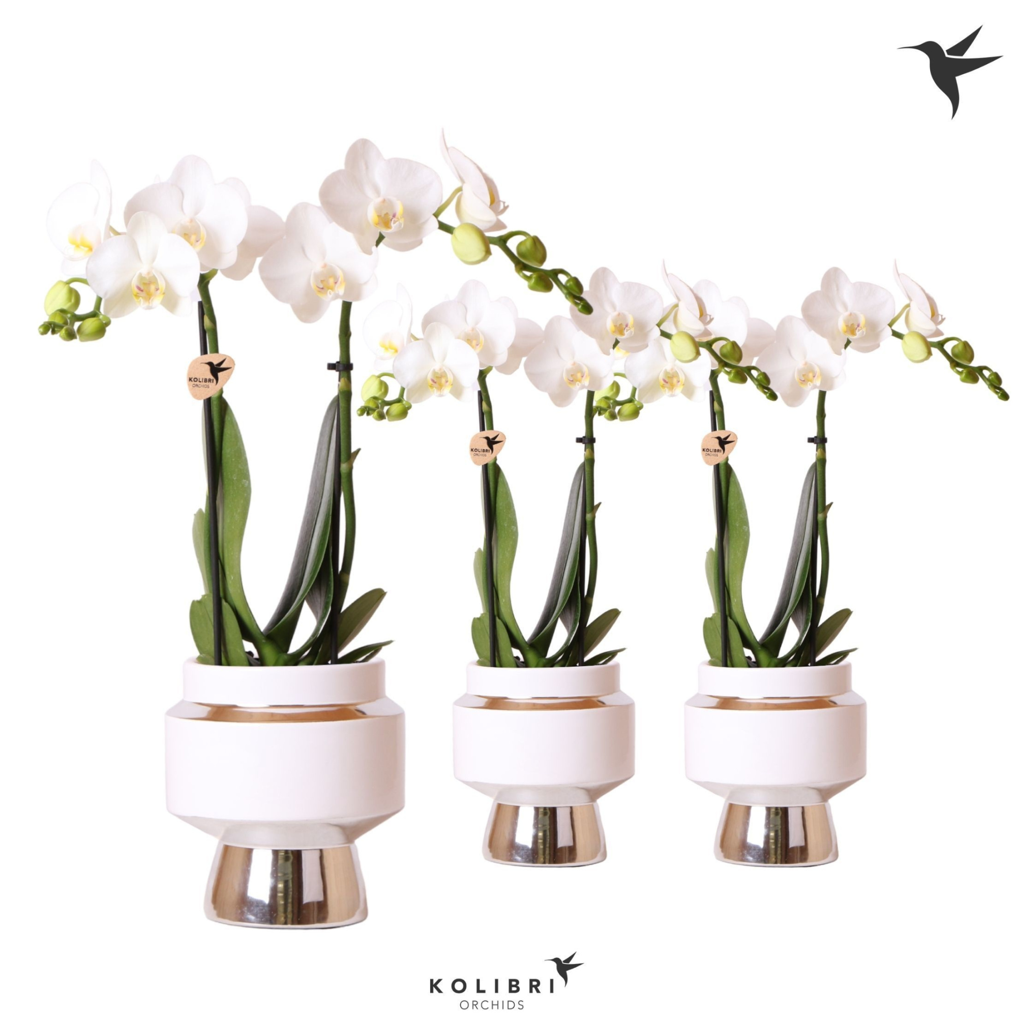 Kolibri Orchids Phalaenopsis white 2 spike in Le Chic pot silver, D 9
