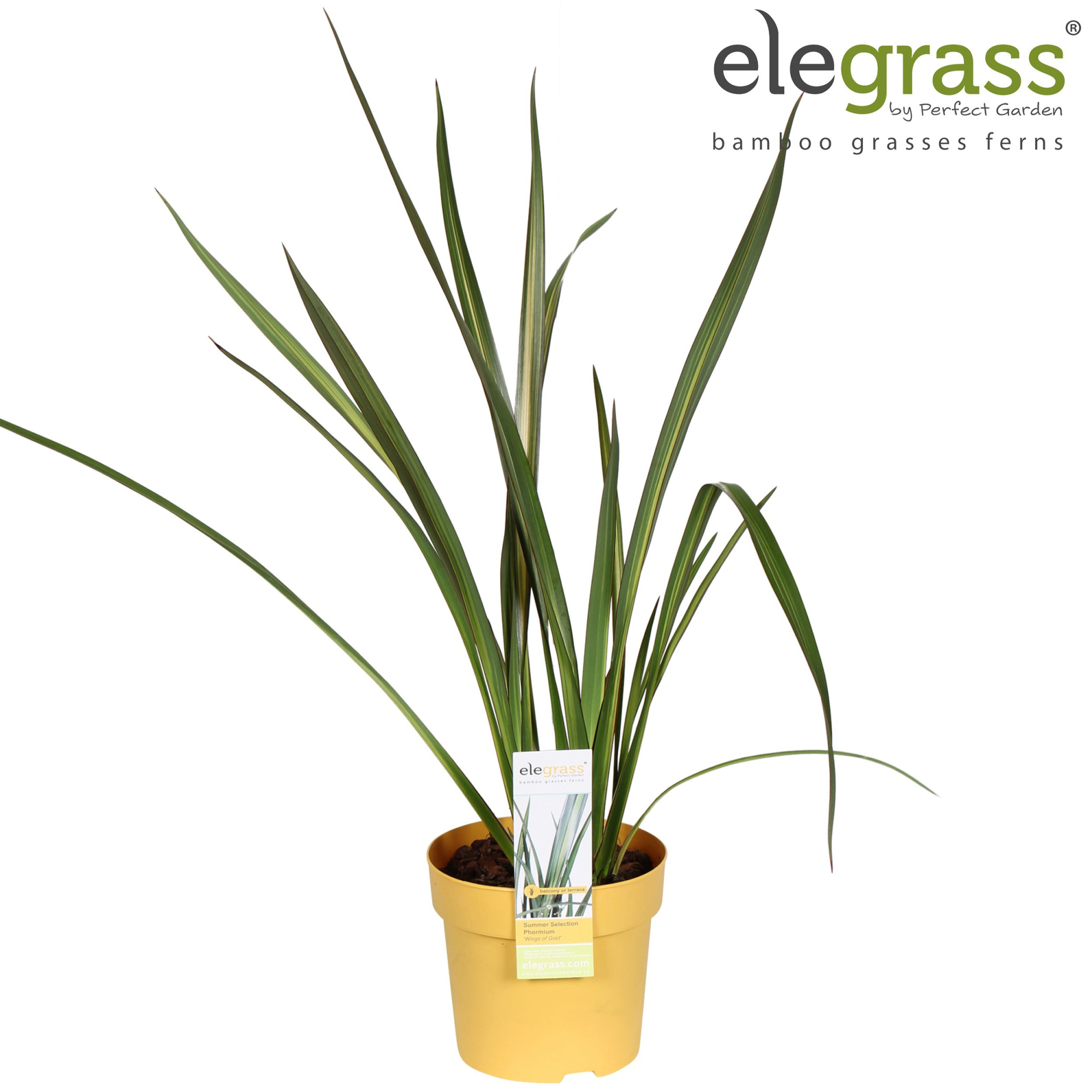 Phormium 'Wings of Gold' P14, D 14