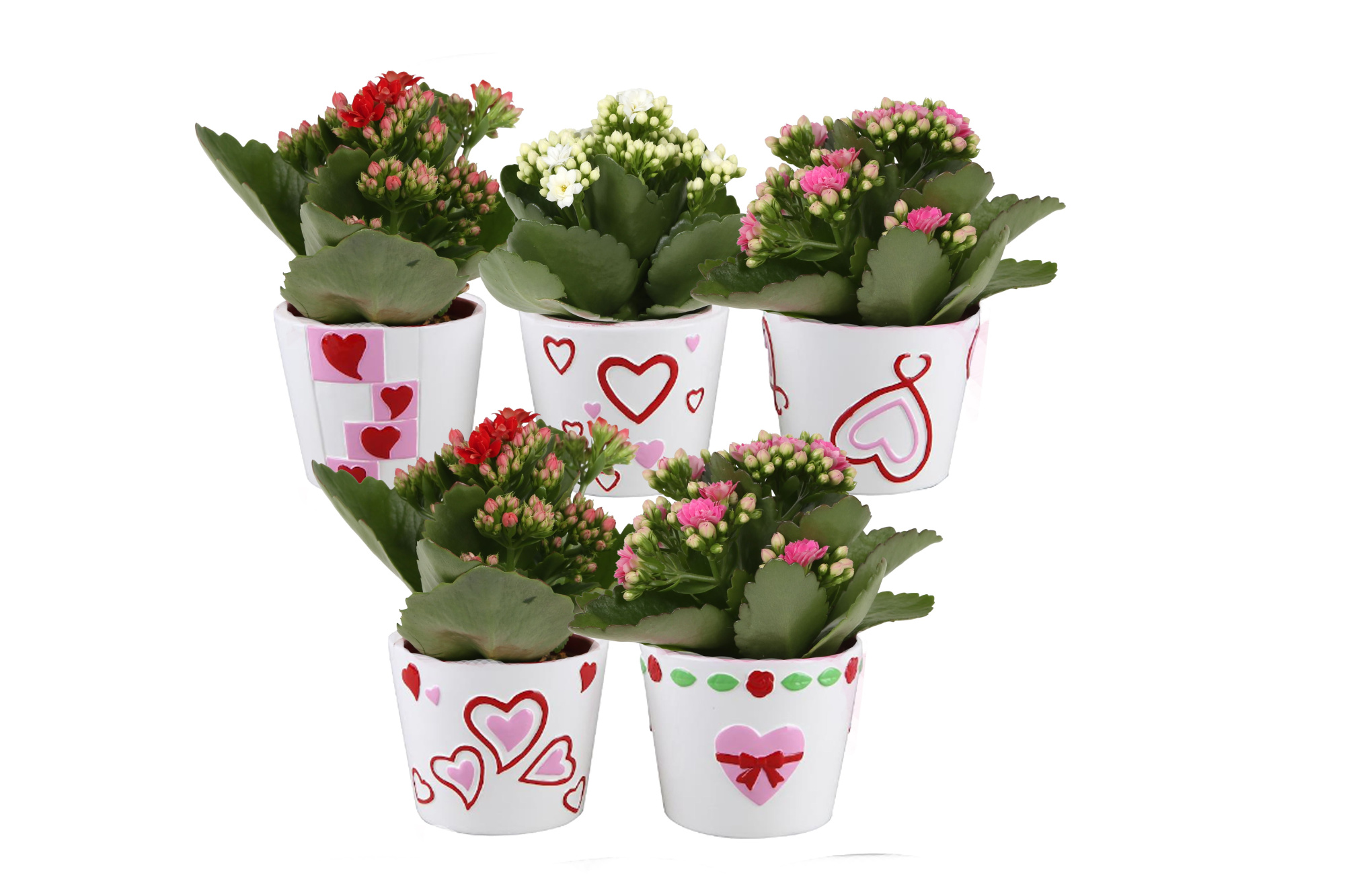 KP-870.1 - Kalanchoe Rosalina 7cm in hartjespot, D 7