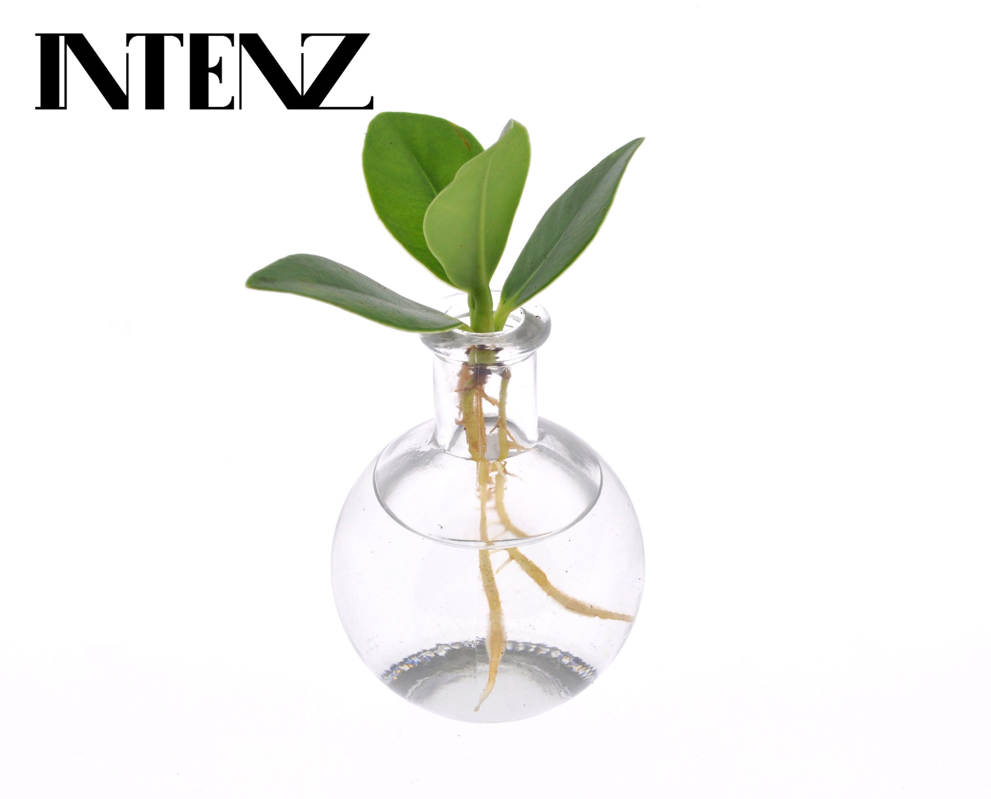 Clusia in Samoa glas - levertiijd: 24uur, D 5